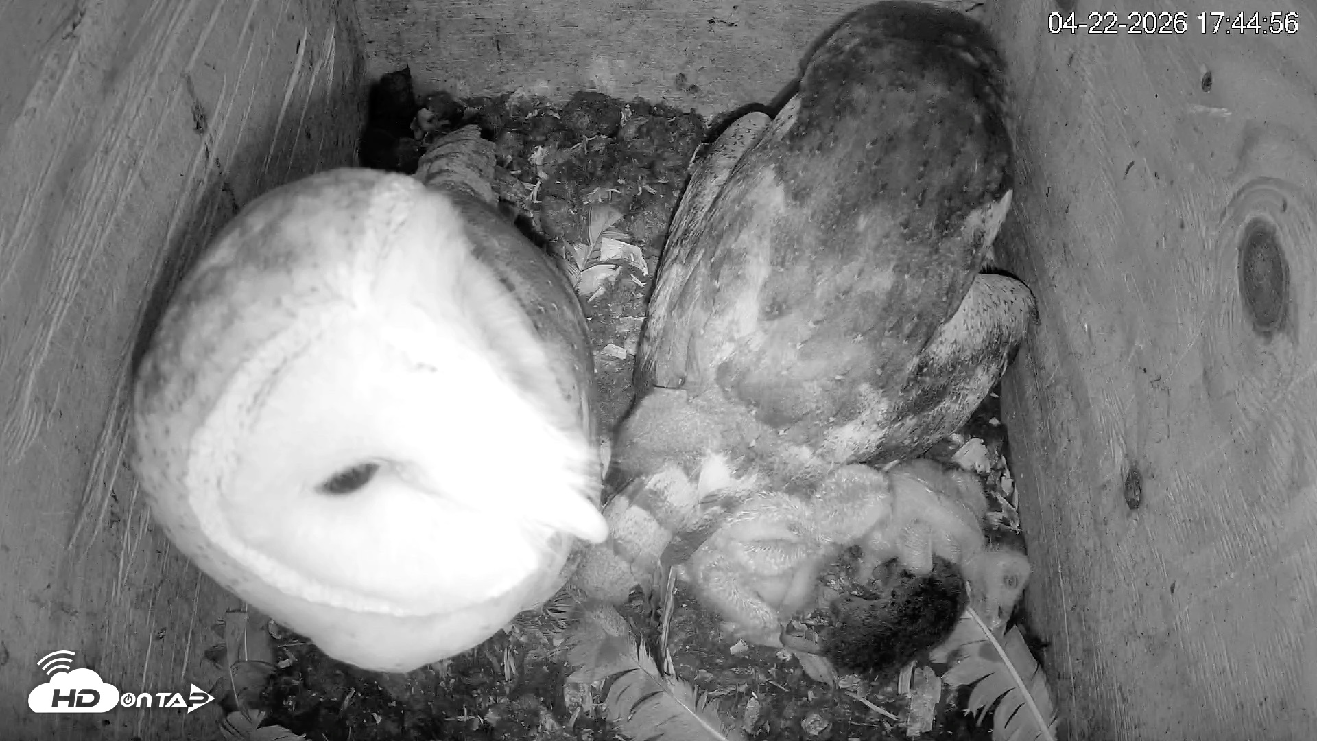 Snapshot of North Carolina Barn Owls Live Cam taken Apr 22, 2026, 5:45pm EDT