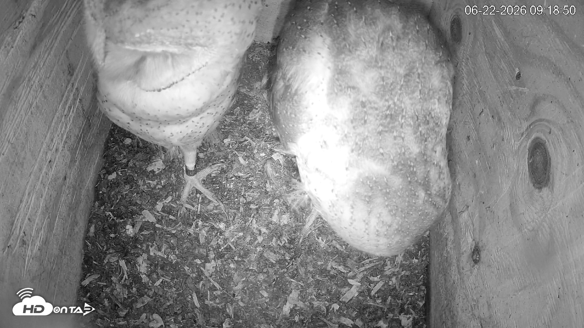 Snapshot of North Carolina Barn Owls Live Cam taken Jun 22, 2026, 9:19am EDT
