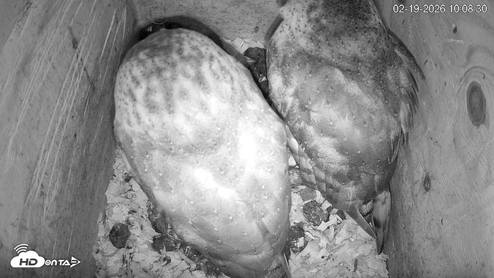 Snapshot of North Carolina Barn Owls Live Cam taken Feb 19, 2026, 10:09am EST