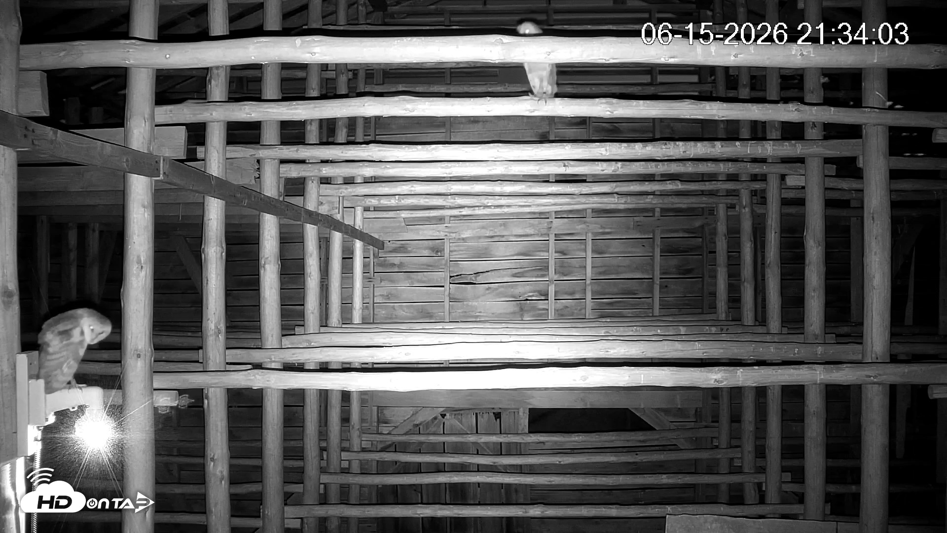 Snapshot of North Carolina Barn Owls Live Cam taken Jun 15, 2026, 9:34pm EDT