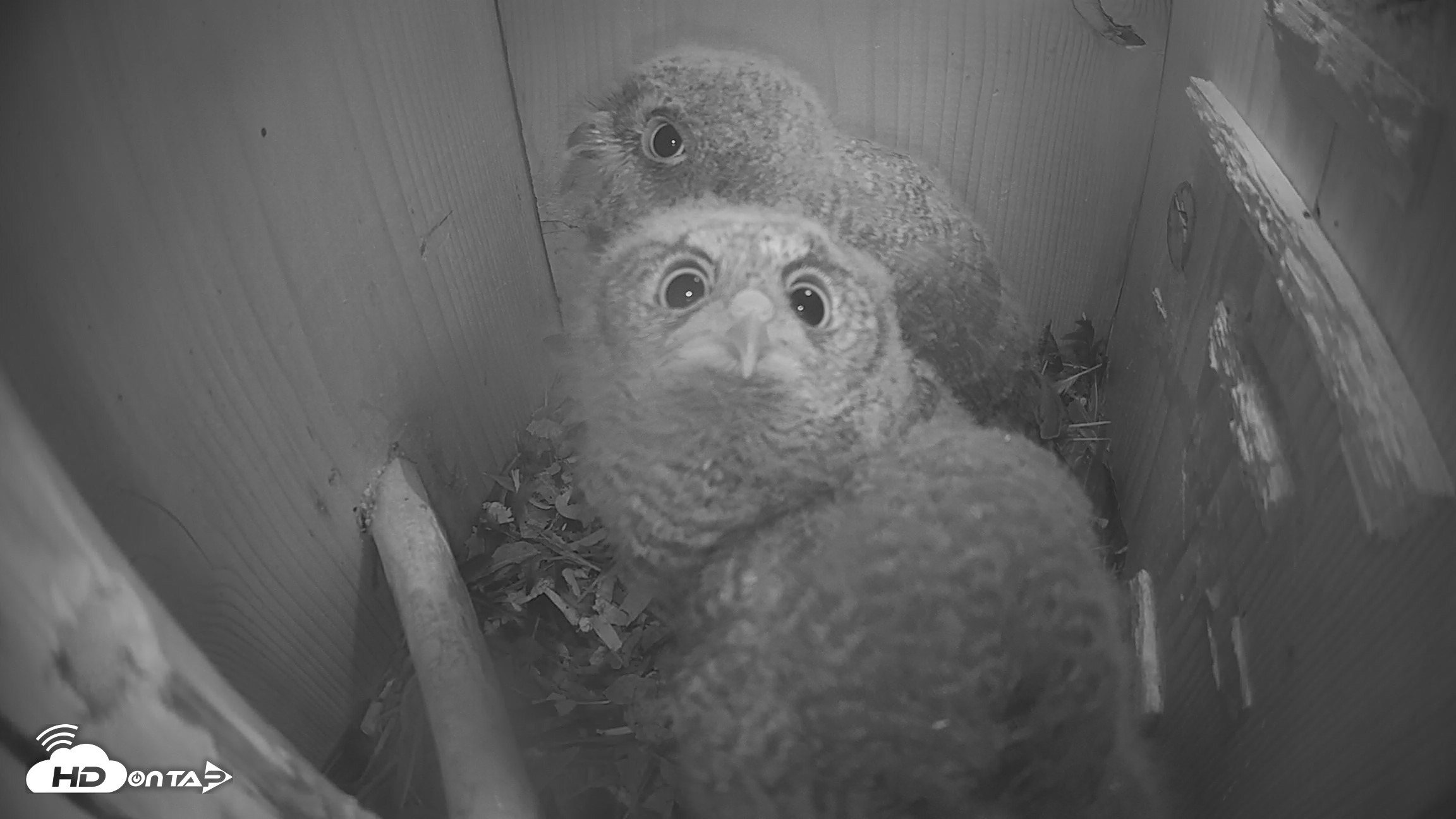 Snapshot of North Carolina Barn Owls Live Cam taken Apr 14, 2026, 3:03am EDT