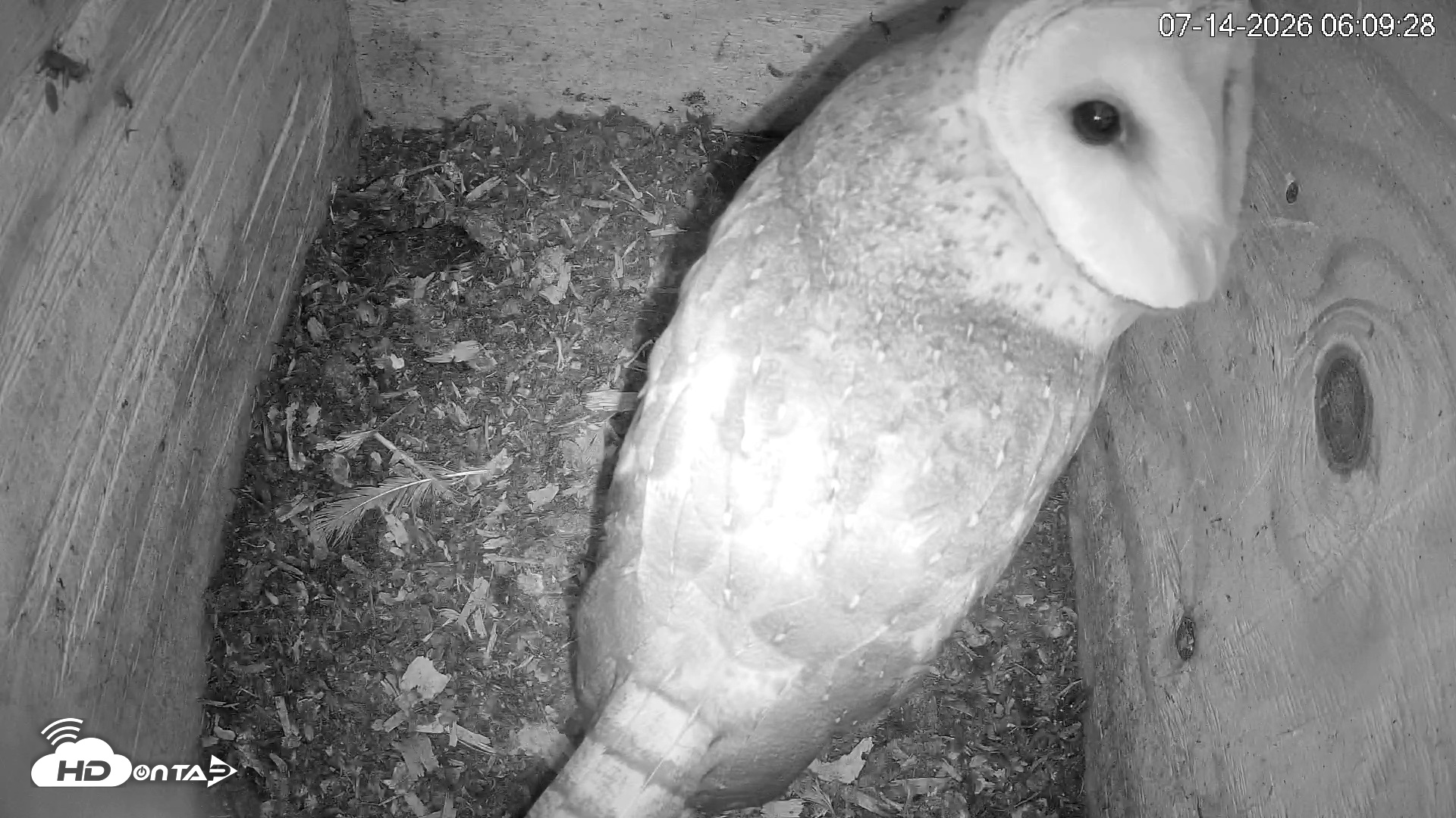 Snapshot of North Carolina Barn Owls Live Cam taken Jul 14, 2026, 6:10am EDT