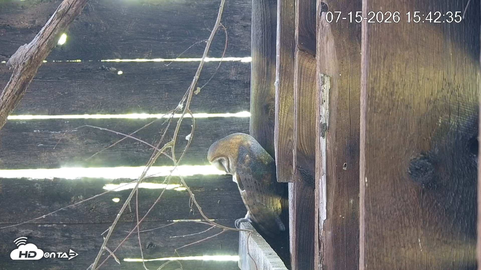 Snapshot of North Carolina Barn Owls Live Cam taken Jul 15, 2026, 3:43pm EDT
