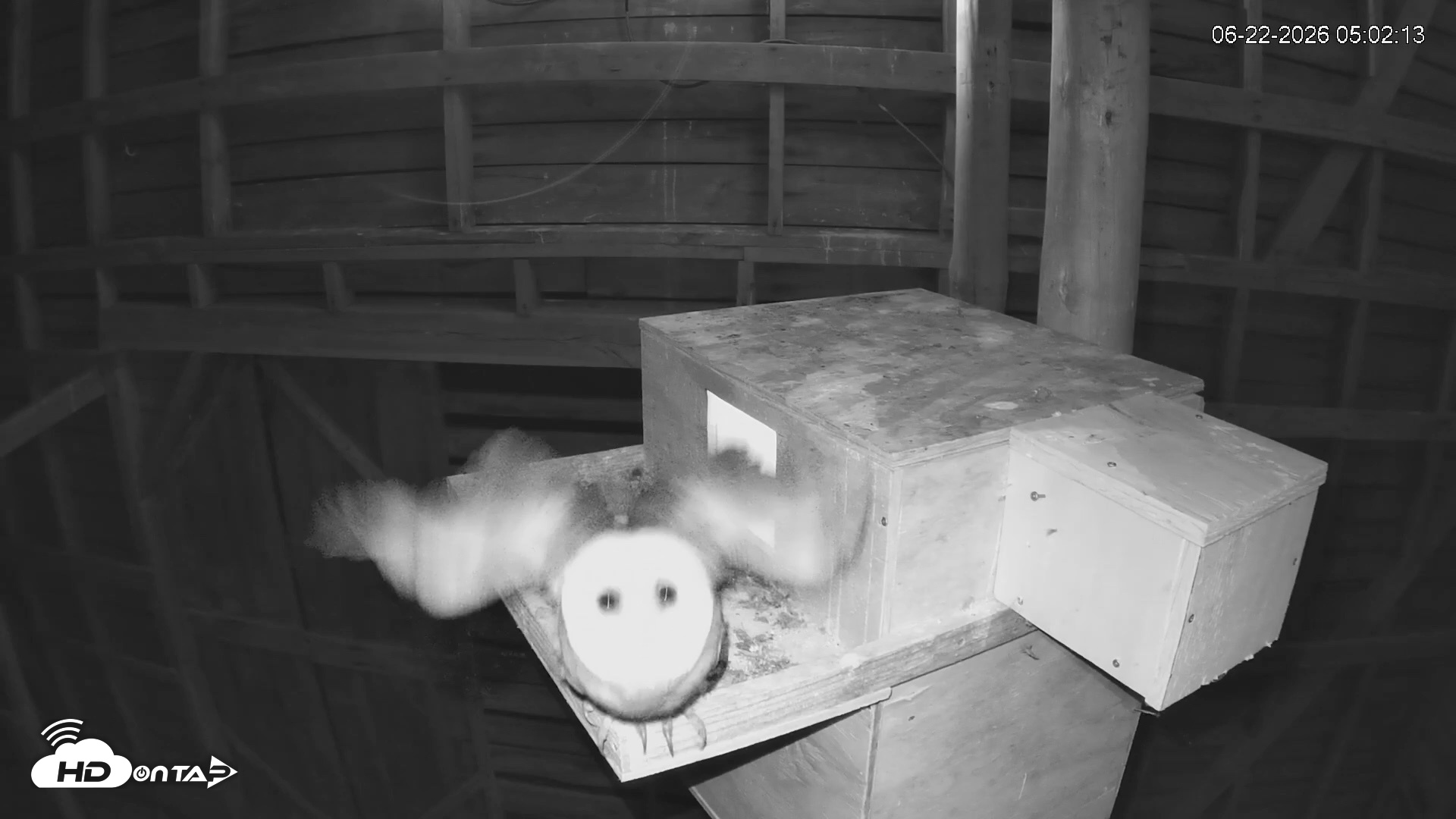 Snapshot of North Carolina Barn Owls Live Cam taken Jun 22, 2026, 5:03am EDT