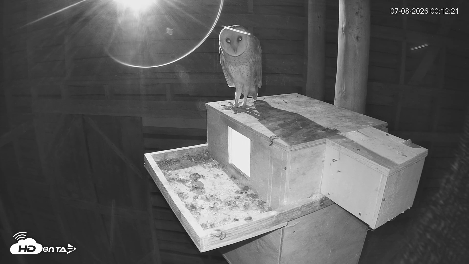 Snapshot of North Carolina Barn Owls Live Cam taken Jul 8, 2026, 12:13am EDT