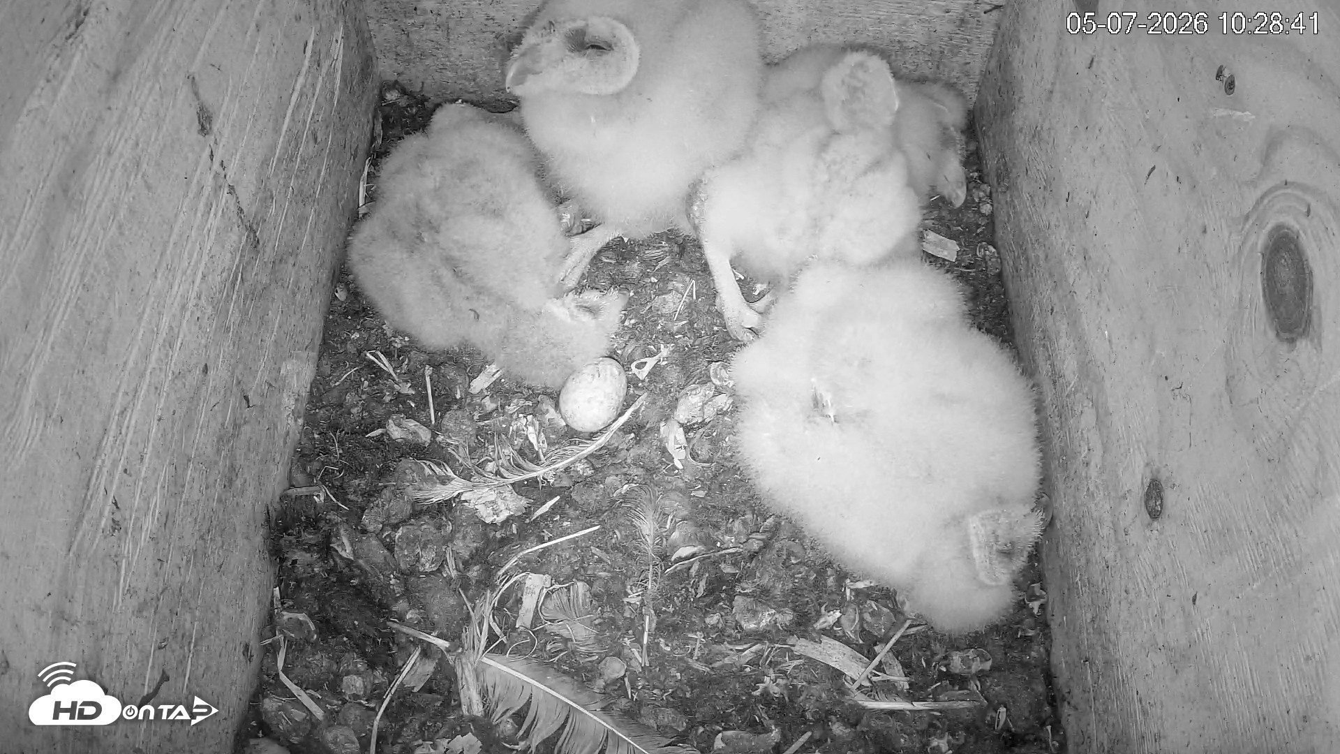 Snapshot of North Carolina Barn Owls Live Cam taken May 7, 2026, 10:29am EDT