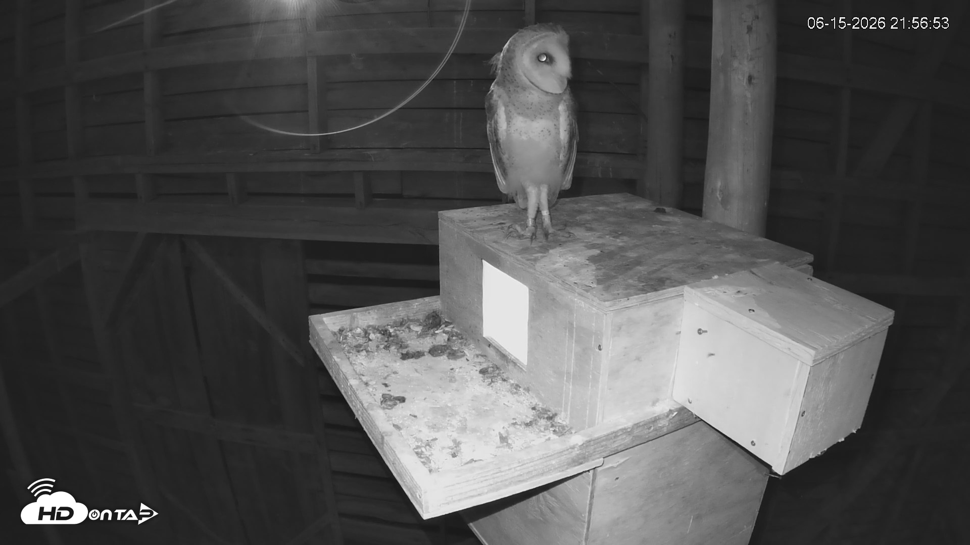 Snapshot of North Carolina Barn Owls Live Cam taken Jun 15, 2026, 9:57pm EDT