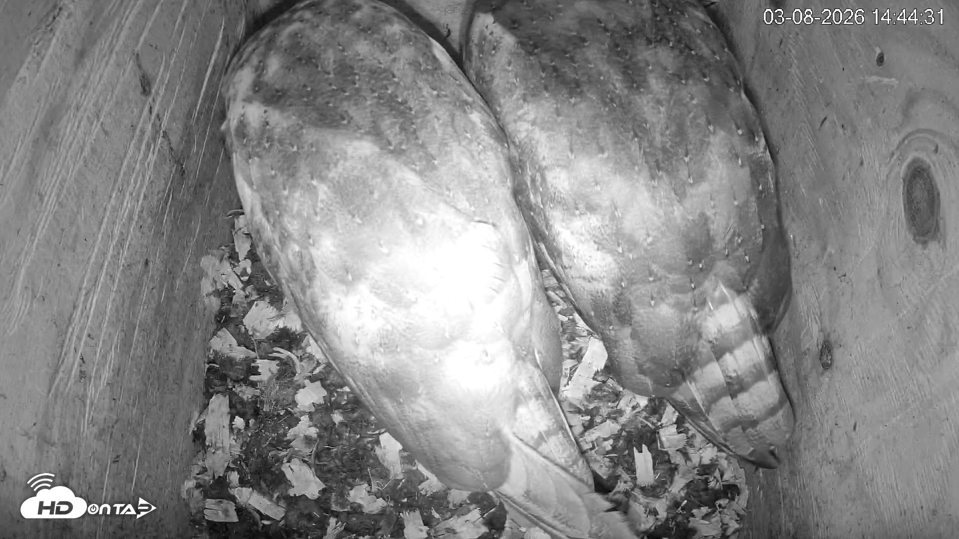 Snapshot of North Carolina Barn Owls Live Cam taken Mar 8, 2026, 2:45pm EDT