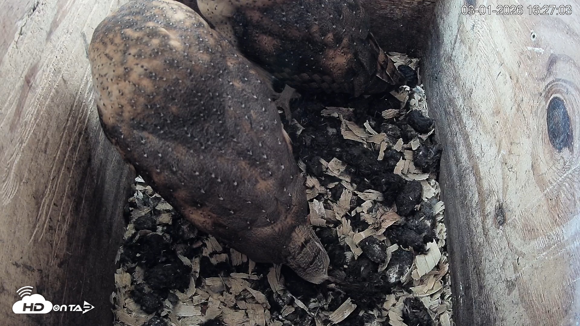 Snapshot of North Carolina Barn Owls Live Cam taken Mar 1, 2026, 4:27pm EST
