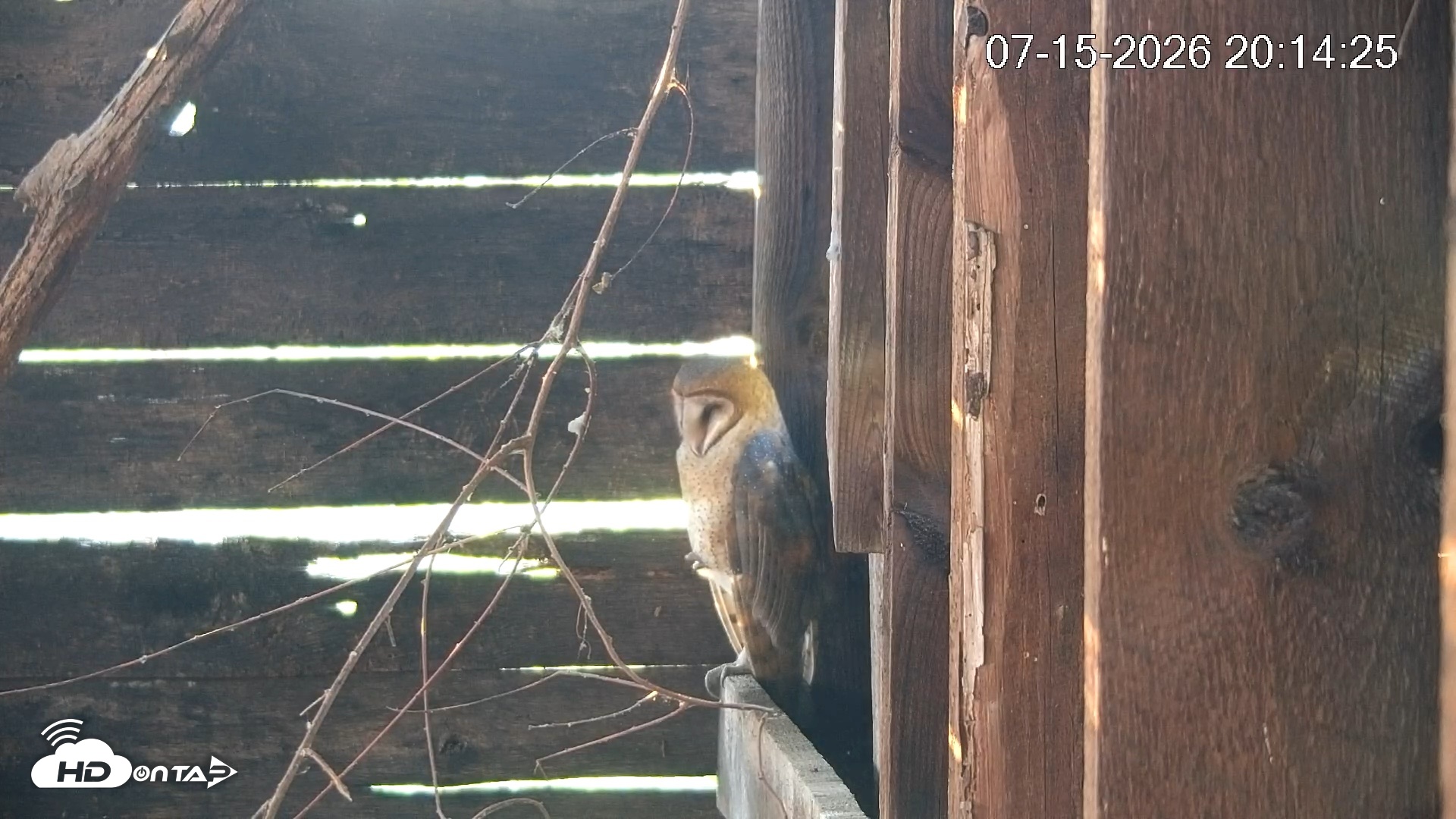 Snapshot of North Carolina Barn Owls Live Cam taken Jul 15, 2026, 8:15pm EDT