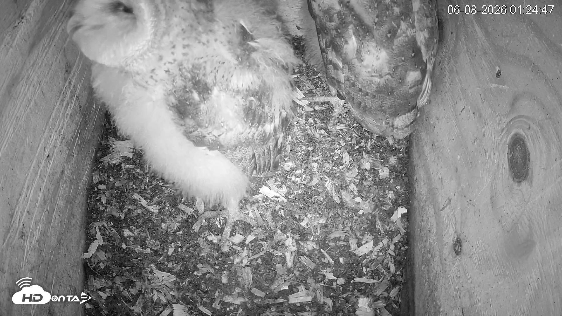 Snapshot of North Carolina Barn Owls Live Cam taken Jun 8, 2026, 1:25am EDT