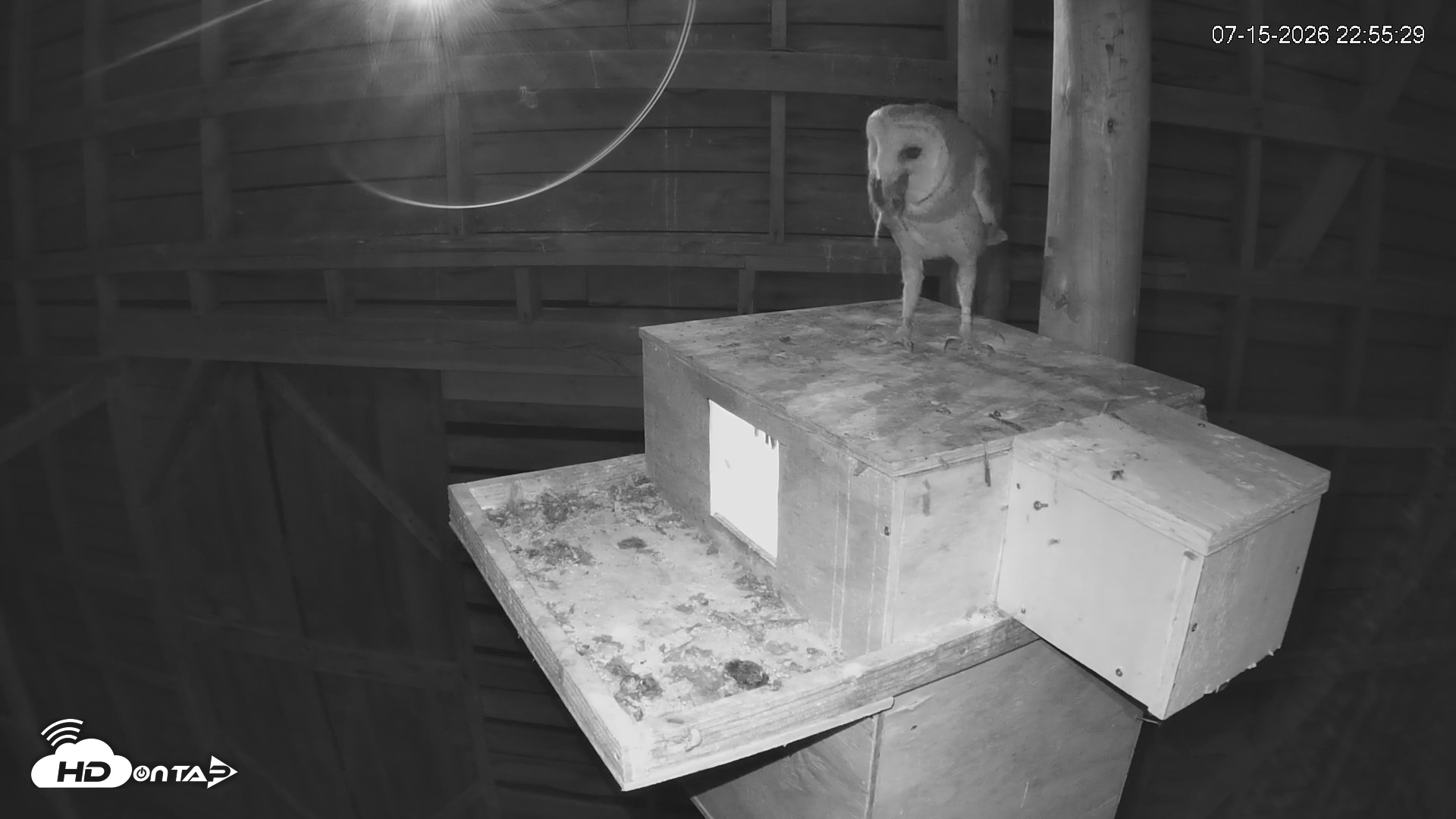 Snapshot of North Carolina Barn Owls Live Cam taken Jul 15, 2026, 10:56pm EDT