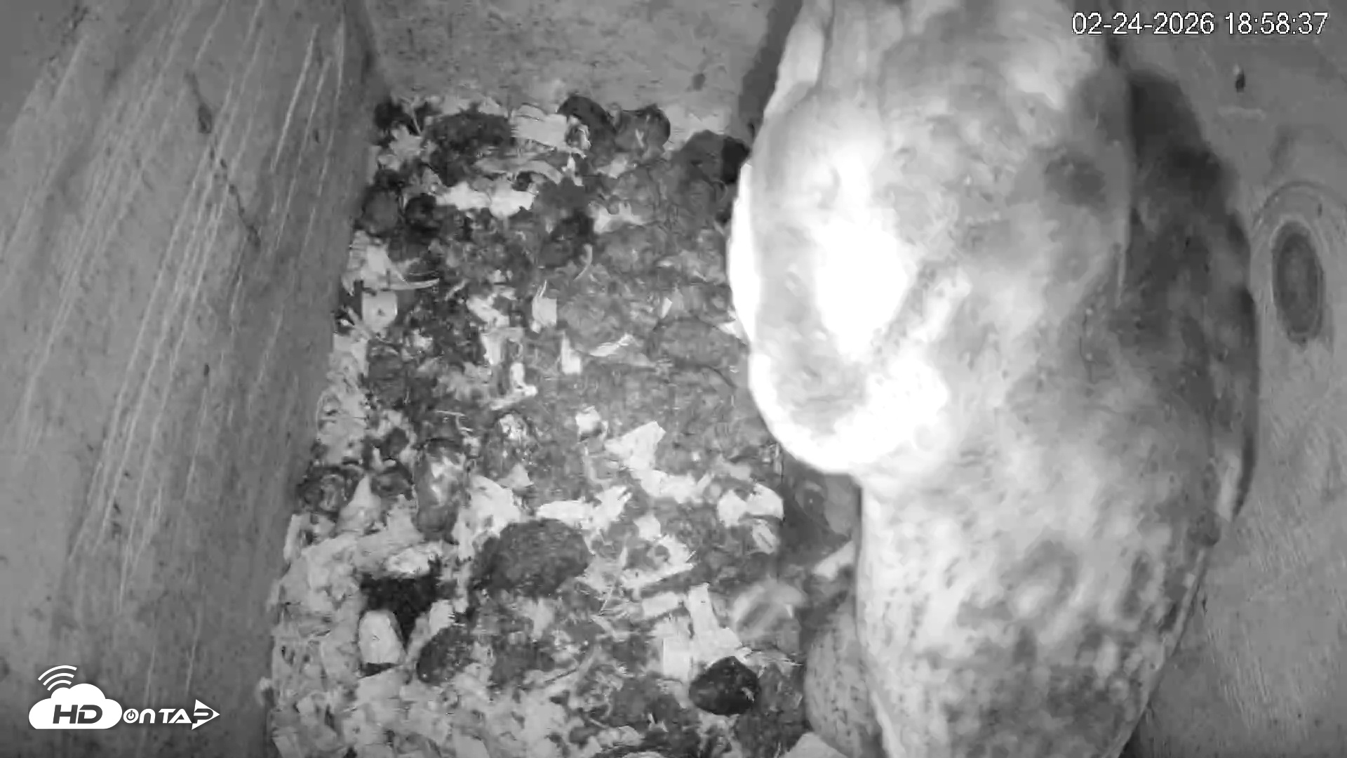 Snapshot of North Carolina Barn Owls Live Cam taken Feb 24, 2026, 6:59pm EST