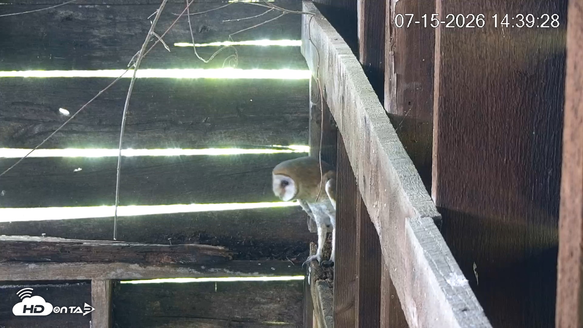Snapshot of North Carolina Barn Owls Live Cam taken Jul 15, 2026, 2:40pm EDT