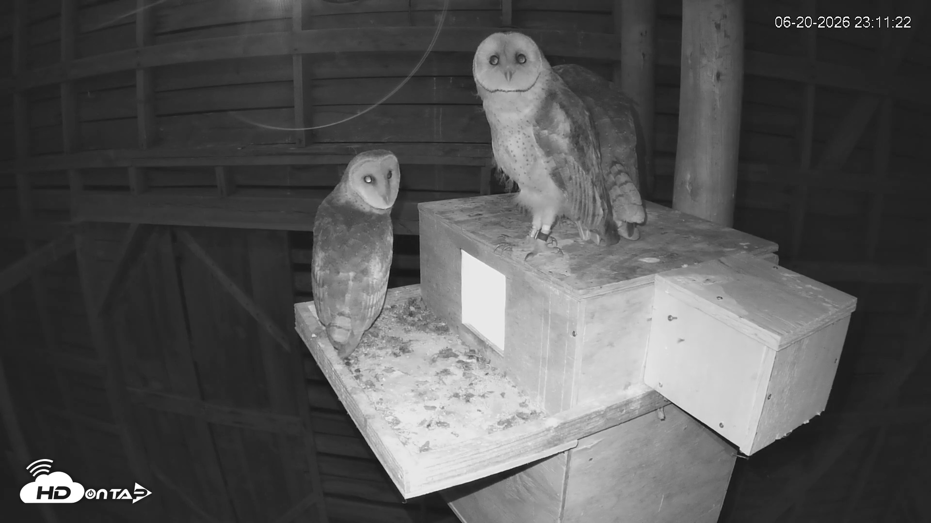 Snapshot of North Carolina Barn Owls Live Cam taken Jun 20, 2026, 11:12pm EDT