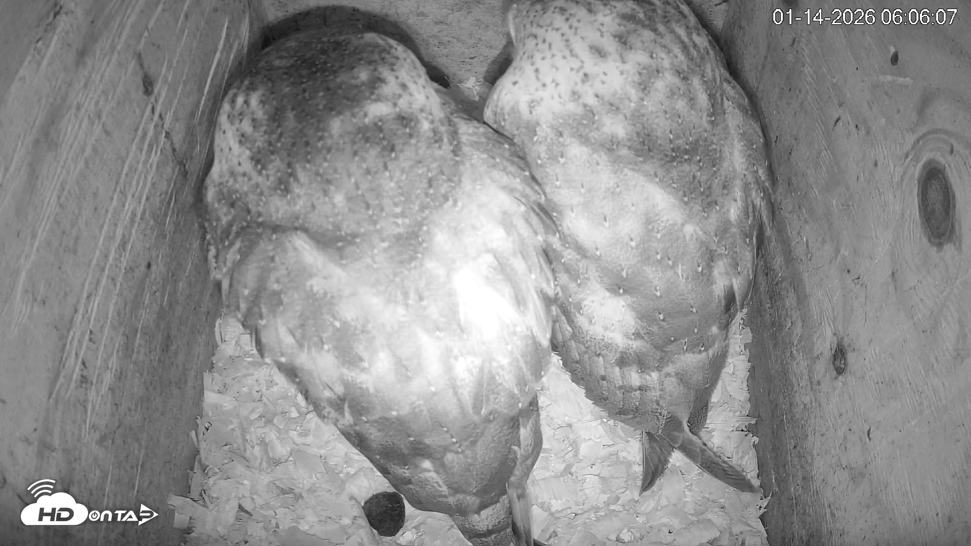 Snapshot of North Carolina Barn Owls Live Cam taken Jan 14, 2026, 6:06am EST