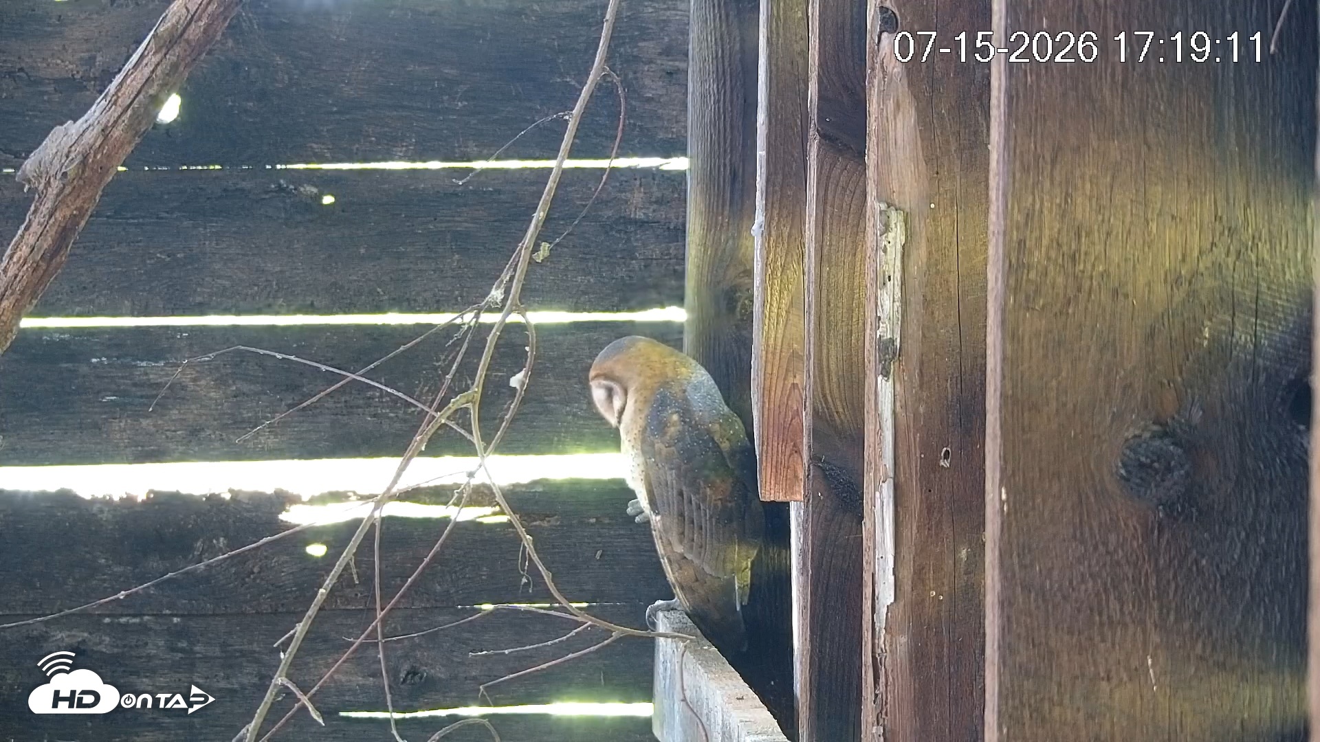Snapshot of North Carolina Barn Owls Live Cam taken Jul 15, 2026, 5:20pm EDT