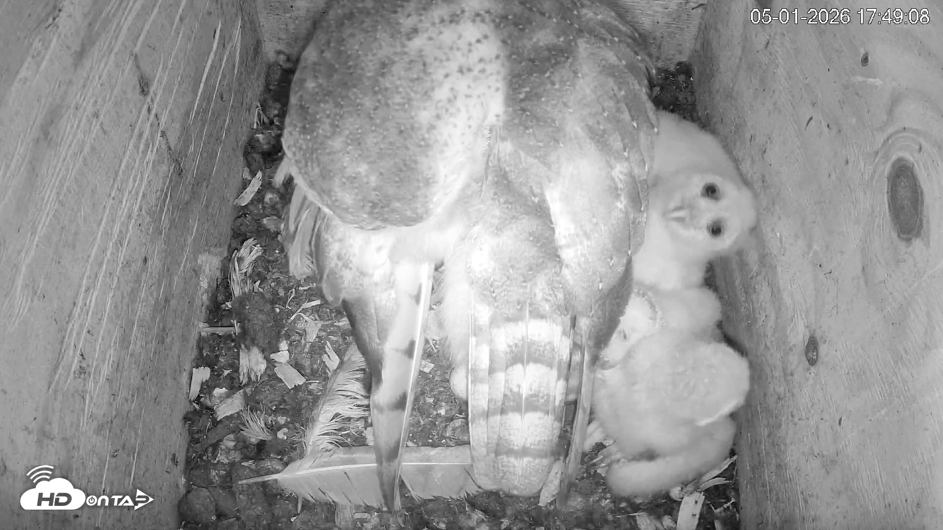 Snapshot of North Carolina Barn Owls Live Cam taken May 1, 2026, 5:50pm EDT