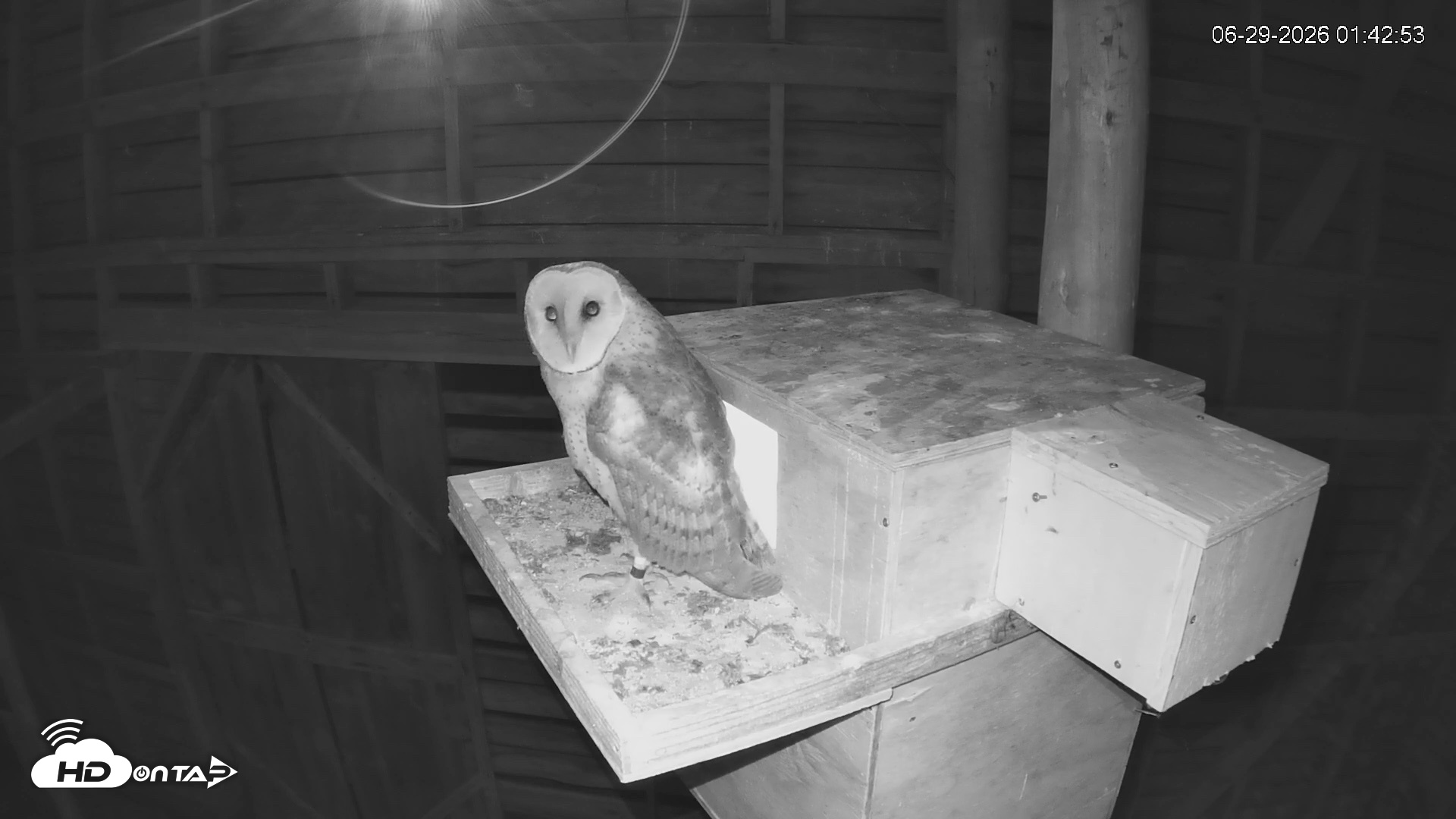 Snapshot of North Carolina Barn Owls Live Cam taken Jun 29, 2026, 1:43am EDT