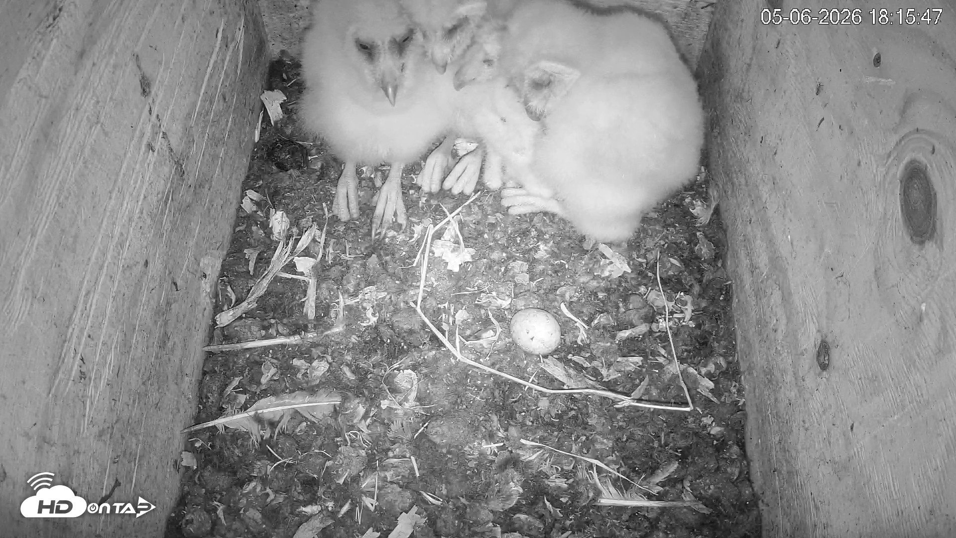 Snapshot of North Carolina Barn Owls Live Cam taken May 6, 2026, 6:16pm EDT