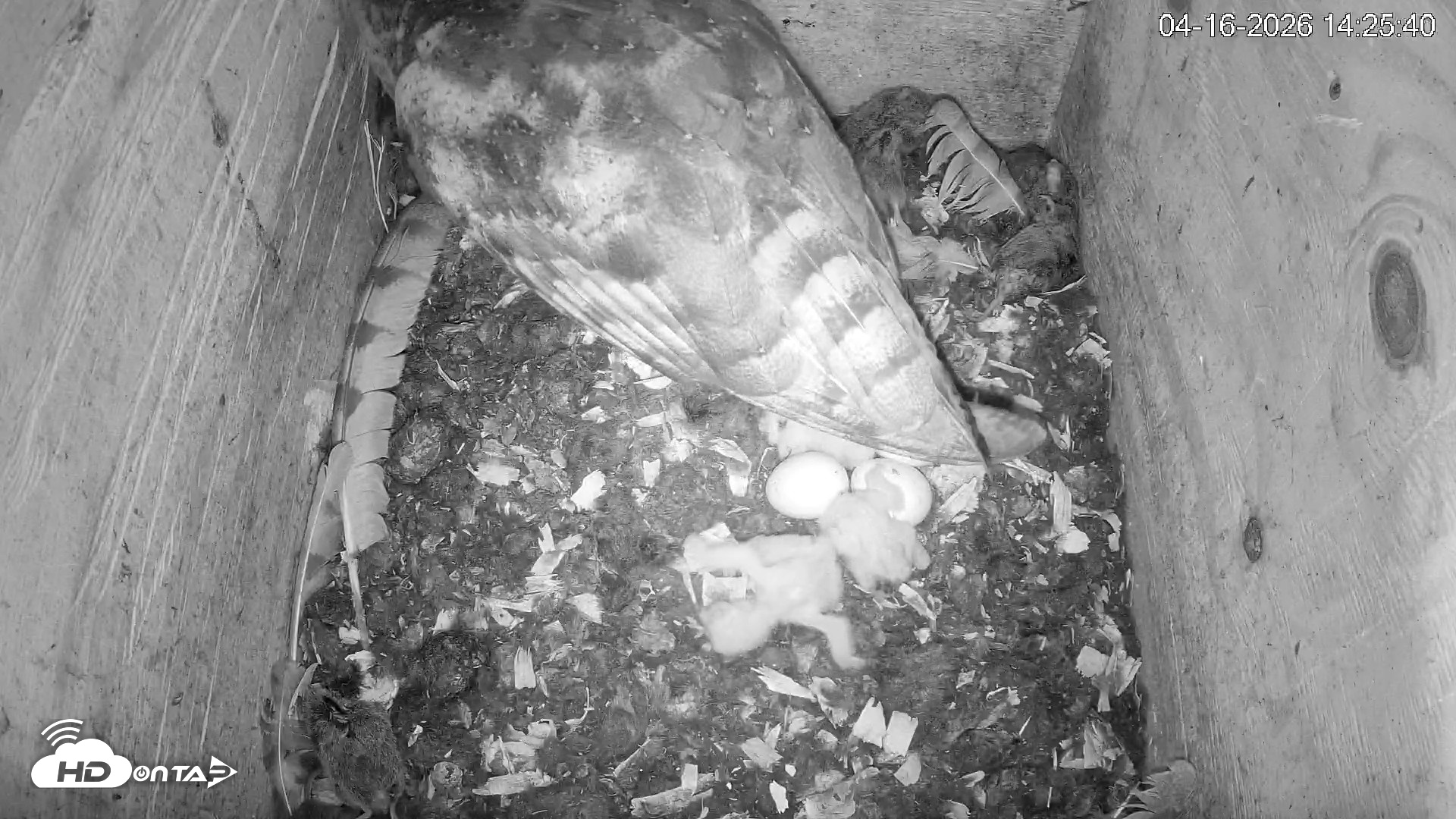 Snapshot of North Carolina Barn Owls Live Cam taken Apr 16, 2026, 2:27pm EDT