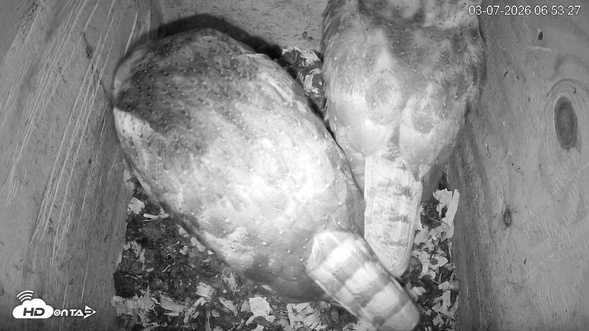 Snapshot of North Carolina Barn Owls Live Cam taken Mar 7, 2026, 6:54am EST