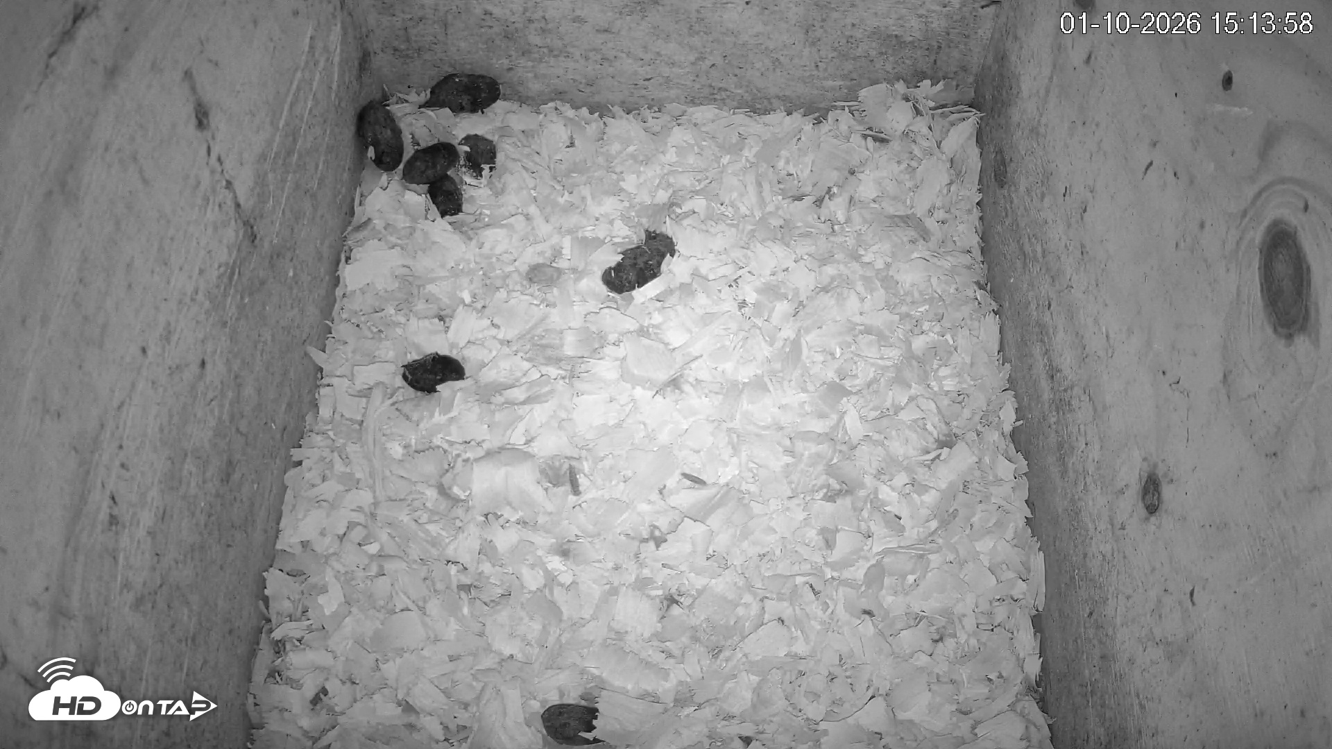 Snapshot of North Carolina Barn Owls Live Cam taken Jan 10, 2026, 3:14pm EST