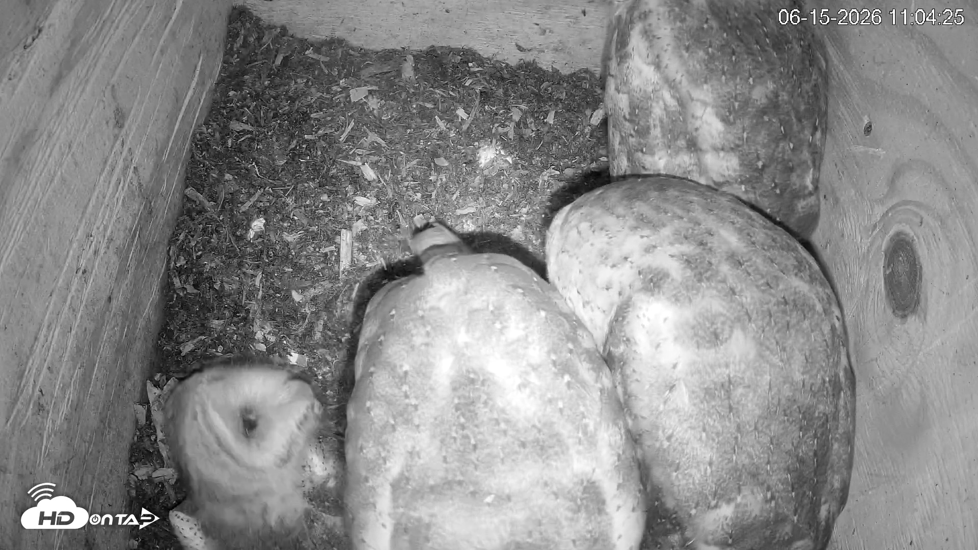 Snapshot of North Carolina Barn Owls Live Cam taken Jun 15, 2026, 11:07am EDT