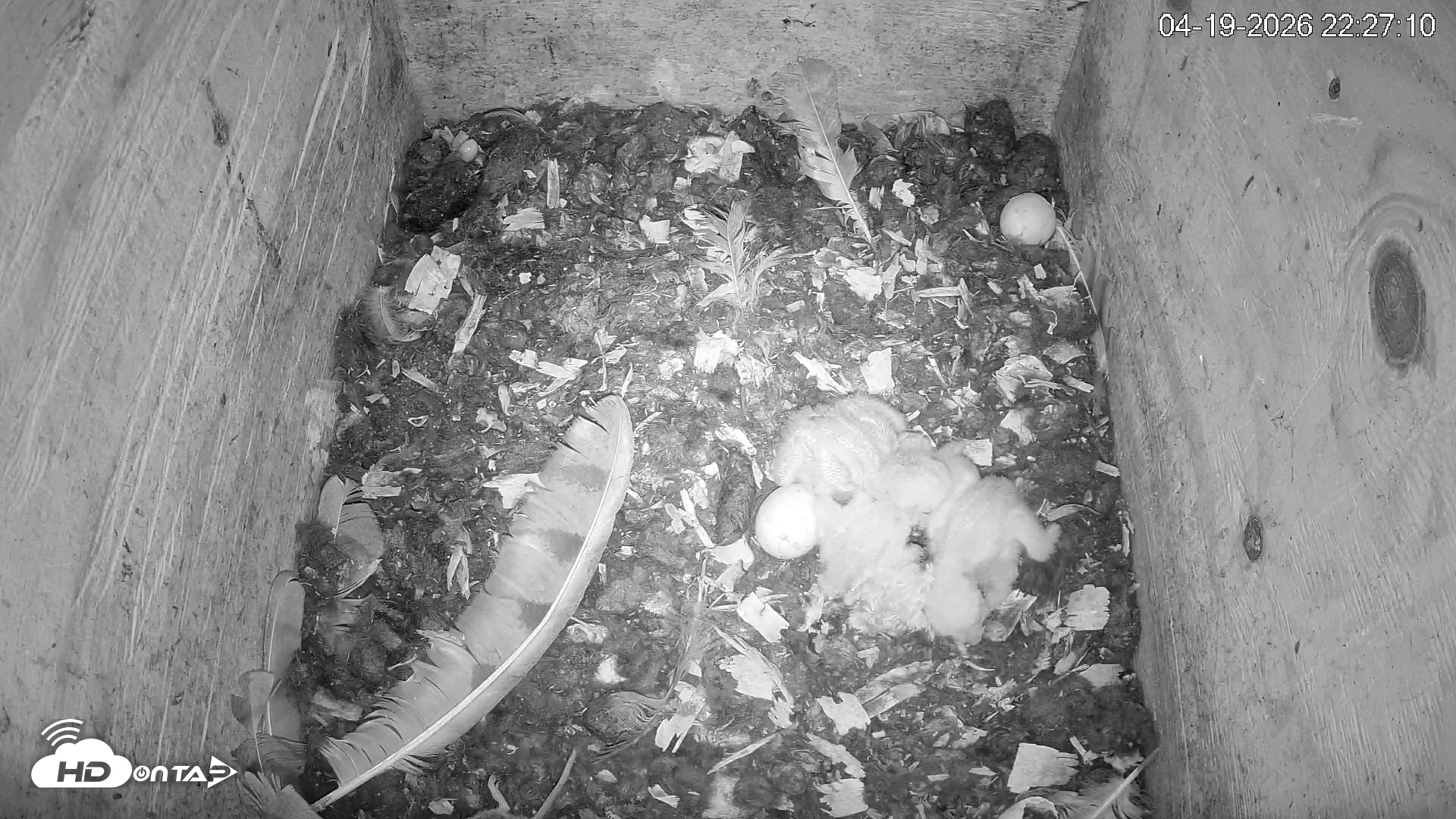 Snapshot of North Carolina Barn Owls Live Cam taken Apr 19, 2026, 10:28pm EDT