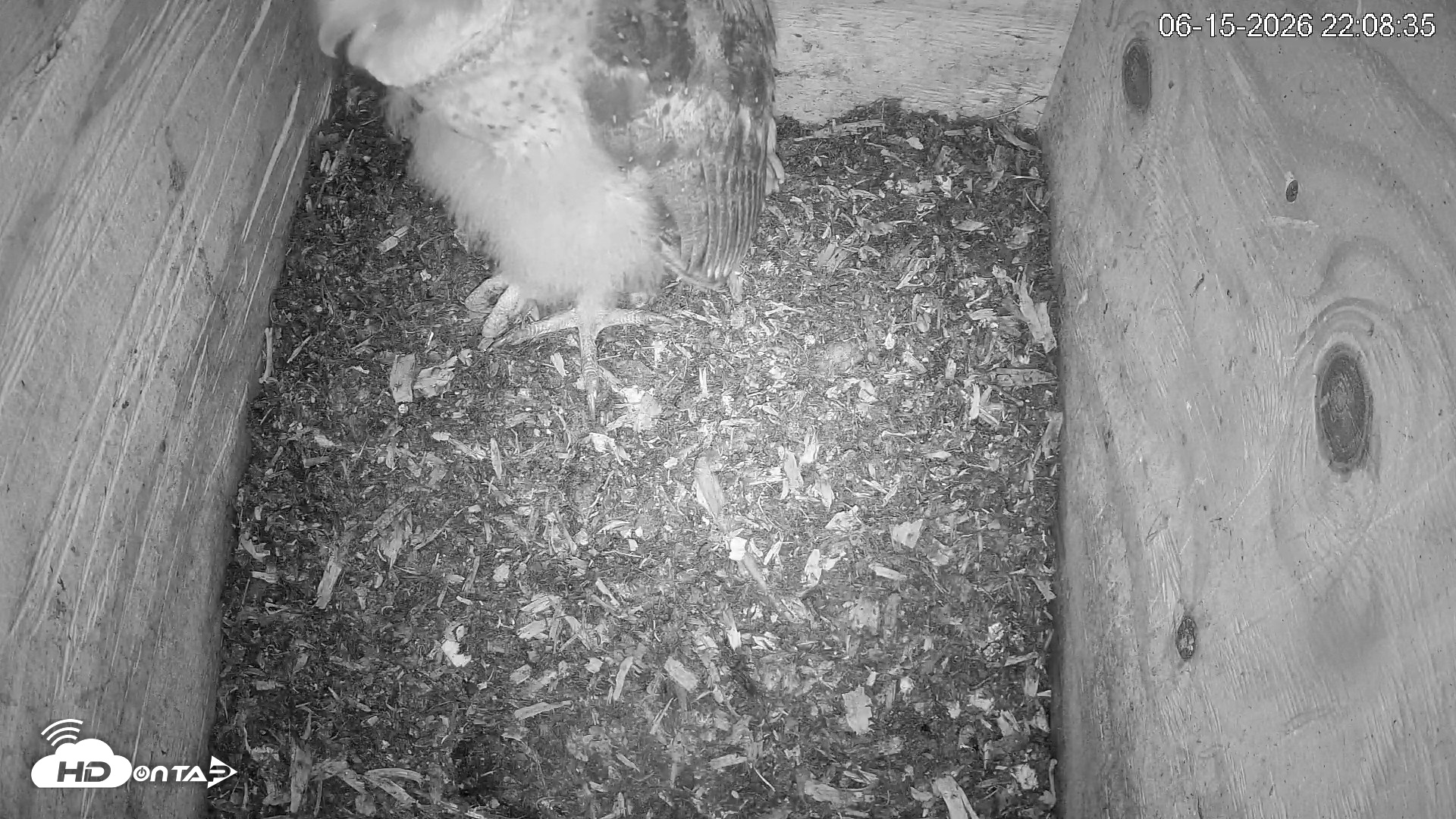 Snapshot of North Carolina Barn Owls Live Cam taken Jun 15, 2026, 10:10pm EDT