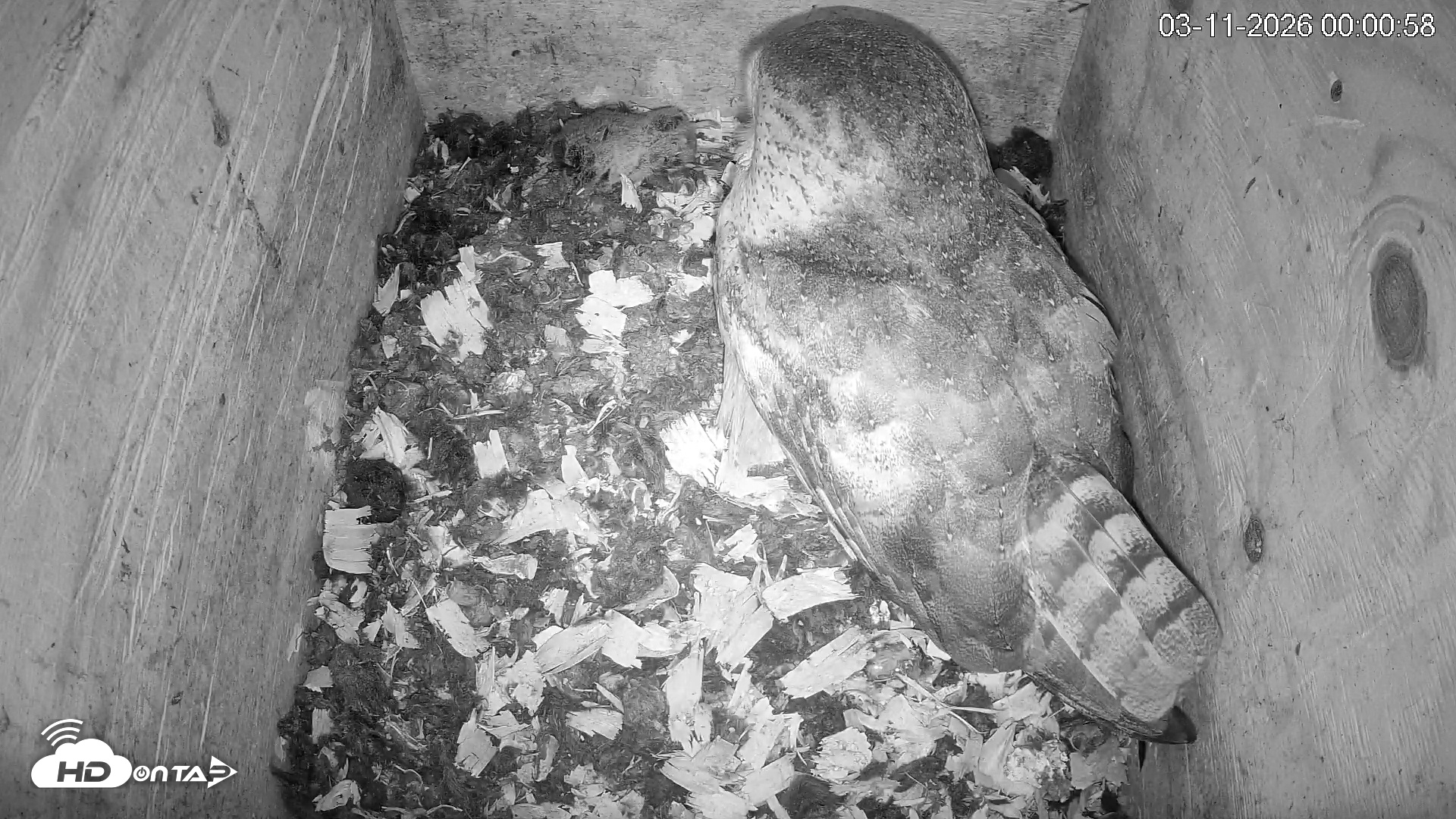 Snapshot of North Carolina Barn Owls Live Cam taken Mar 11, 2026, 12:01am EDT