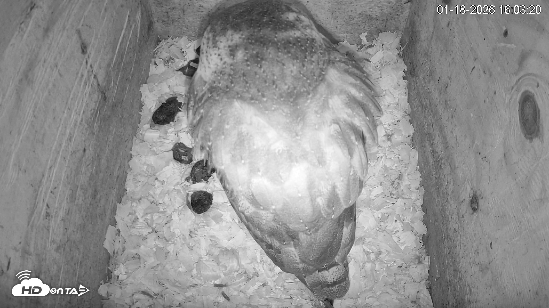 Snapshot of North Carolina Barn Owls Live Cam taken Jan 18, 2026, 4:04pm EST