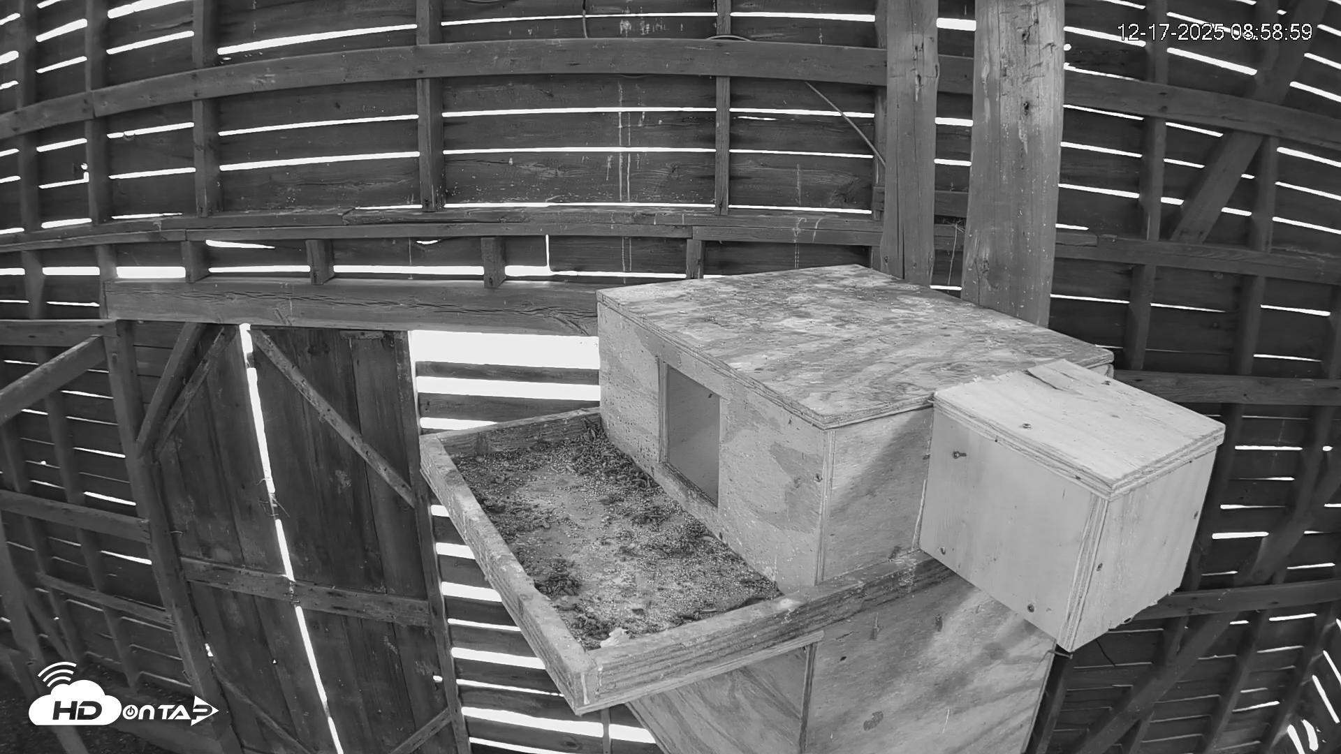 Snapshot of North Carolina Barn Owls Live Cam taken Dec 17, 2025, 8:59am EST