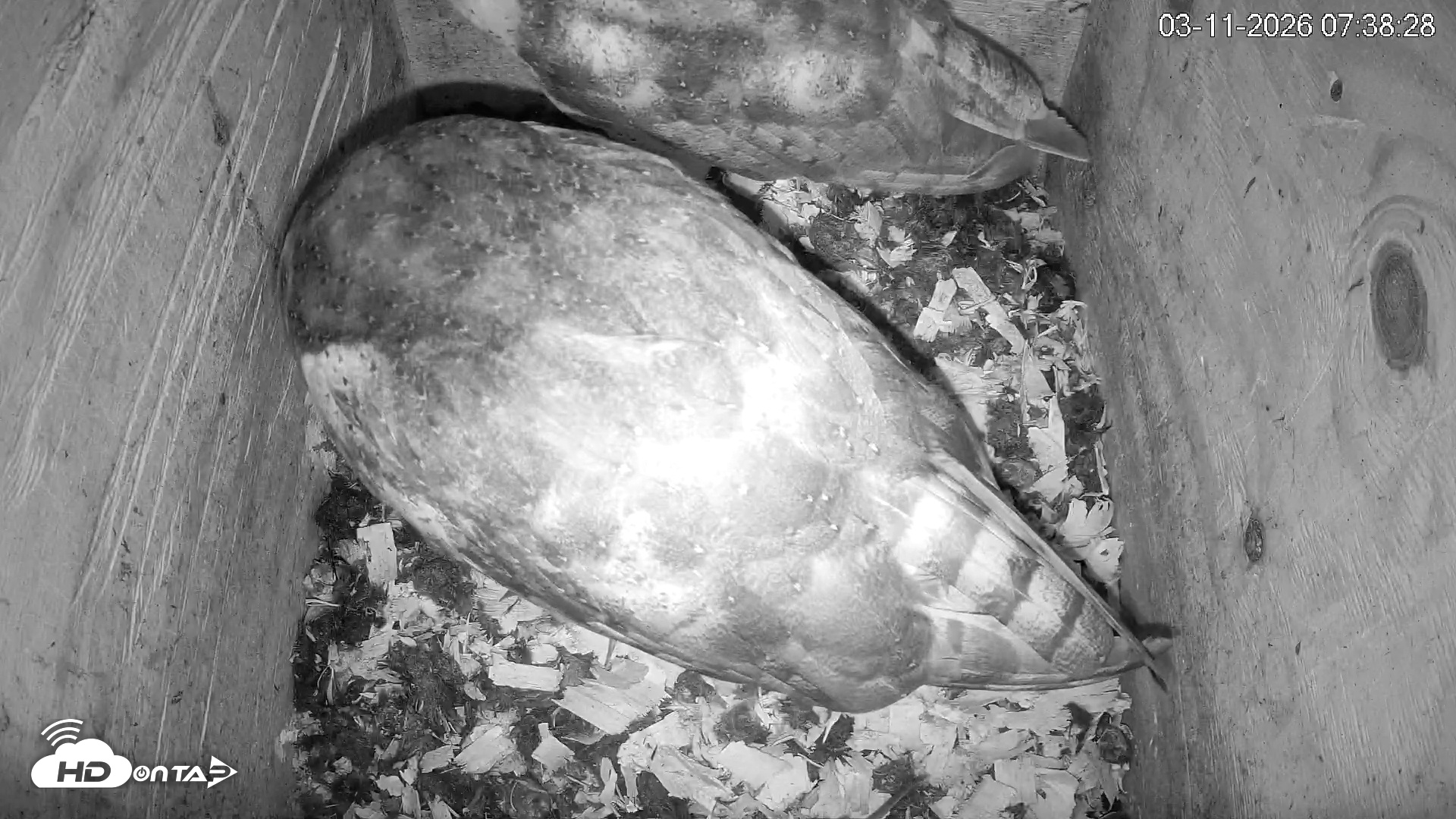 Snapshot of North Carolina Barn Owls Live Cam taken Mar 11, 2026, 7:39am EDT