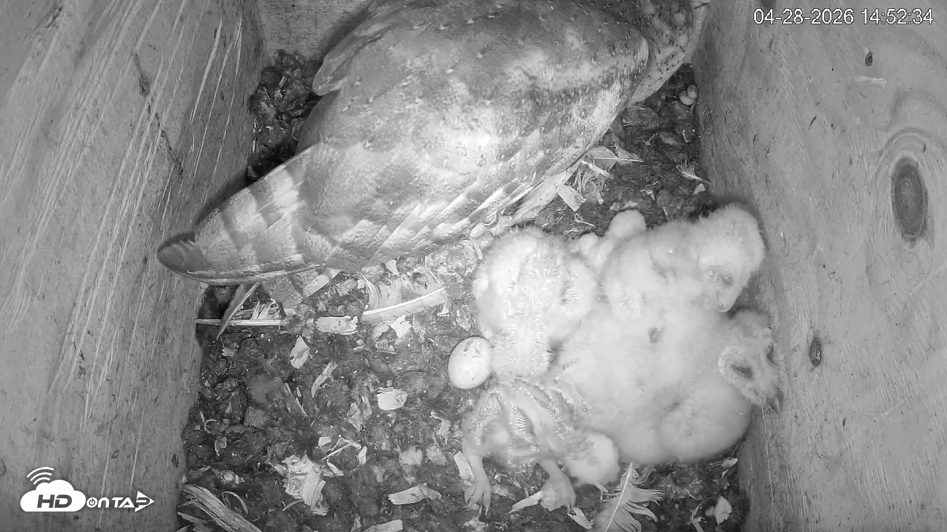 Snapshot of North Carolina Barn Owls Live Cam taken Apr 28, 2026, 2:53pm EDT