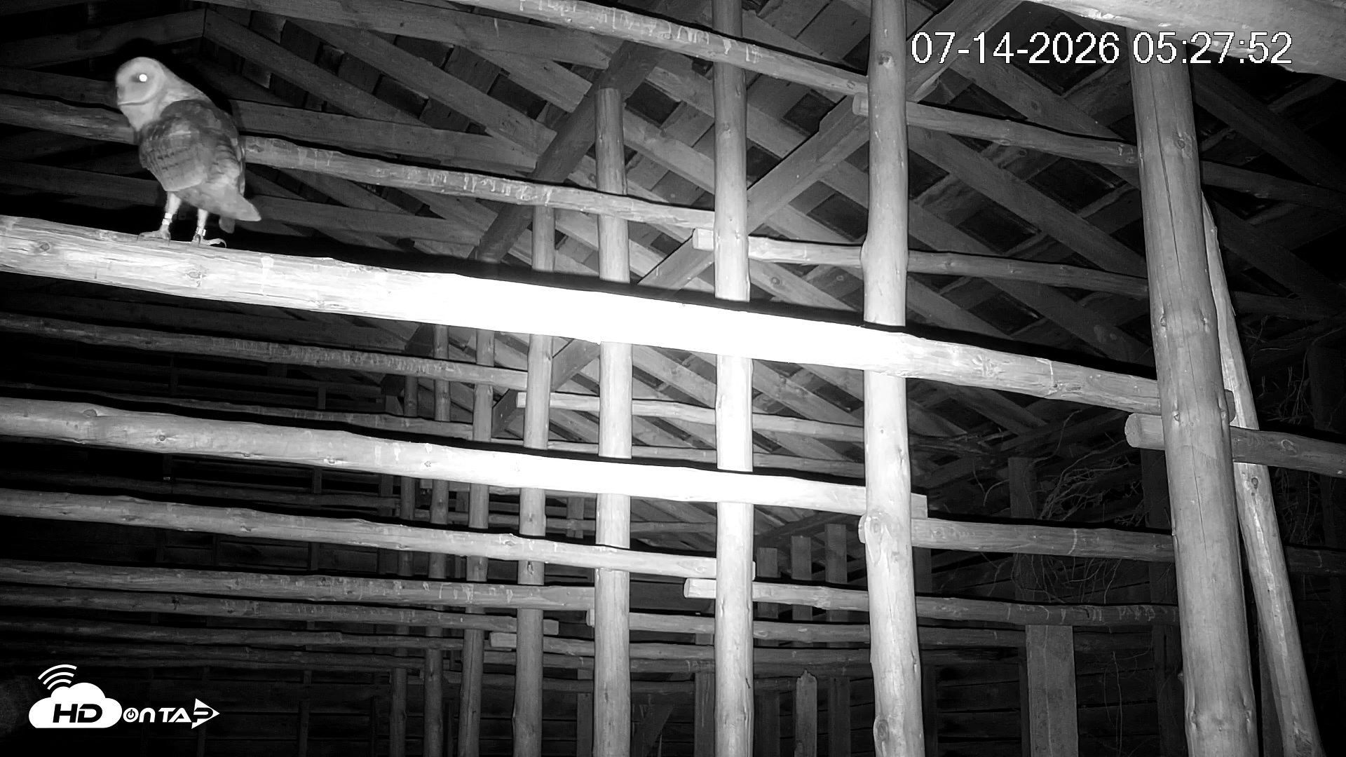Snapshot of North Carolina Barn Owls Live Cam taken Jul 14, 2026, 5:28am EDT