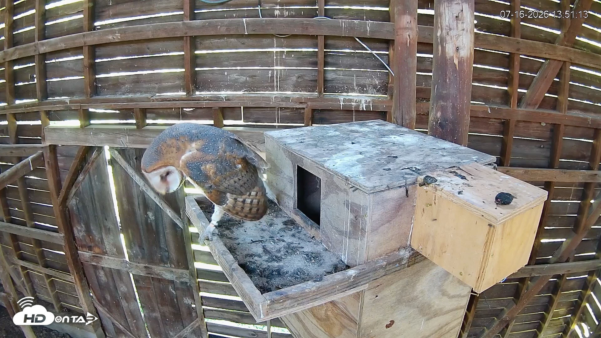 Snapshot of North Carolina Barn Owls Live Cam taken Jul 16, 2026, 1:51pm EDT
