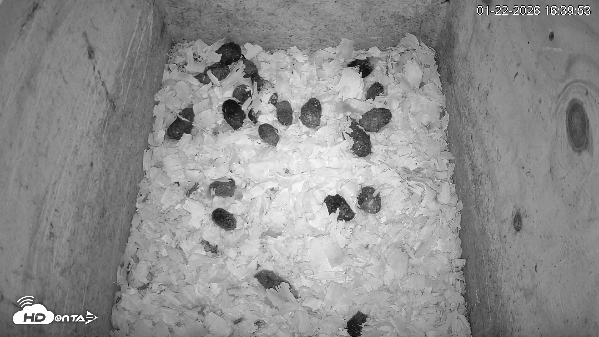 Snapshot of North Carolina Barn Owls Live Cam taken Jan 22, 2026, 4:40pm EST