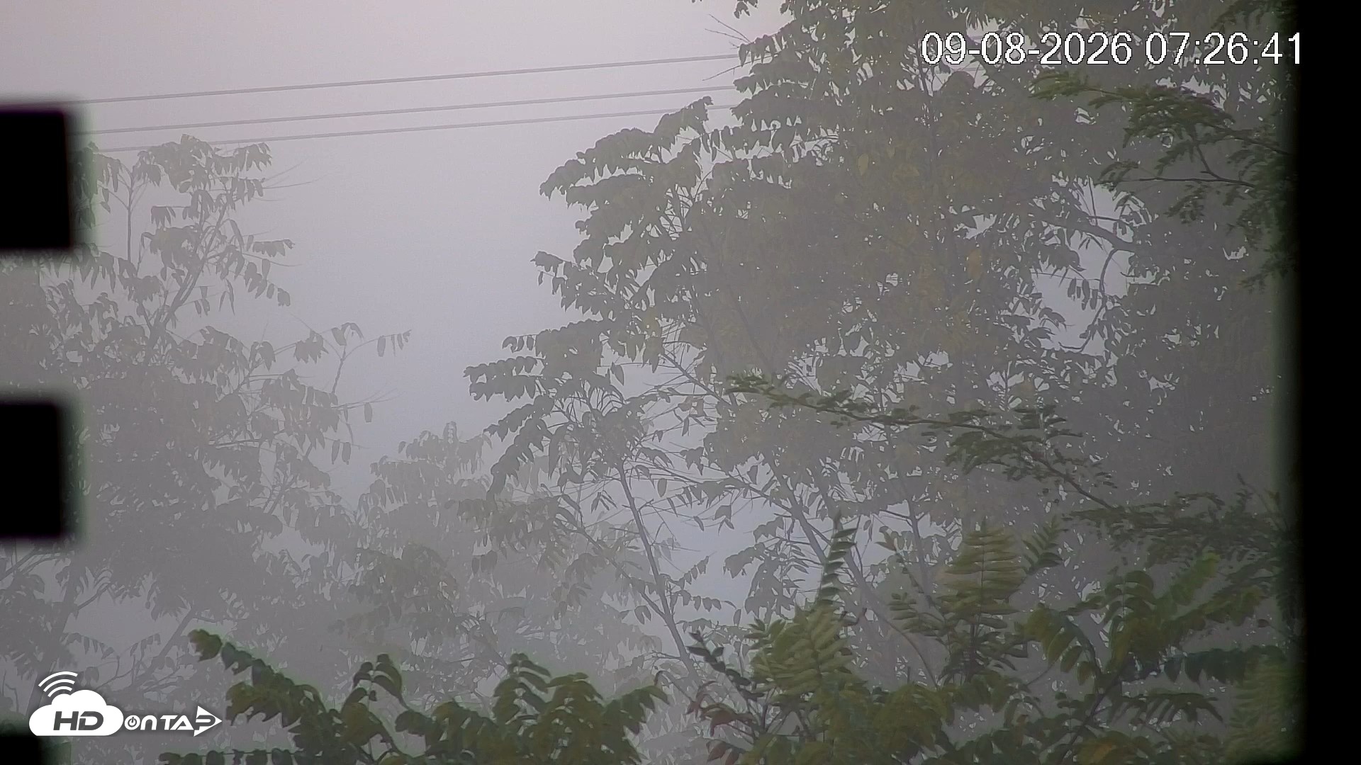 Snapshot of North Carolina Barn Owls Live Cam taken Sep 8, 2026, 7:34am EDT