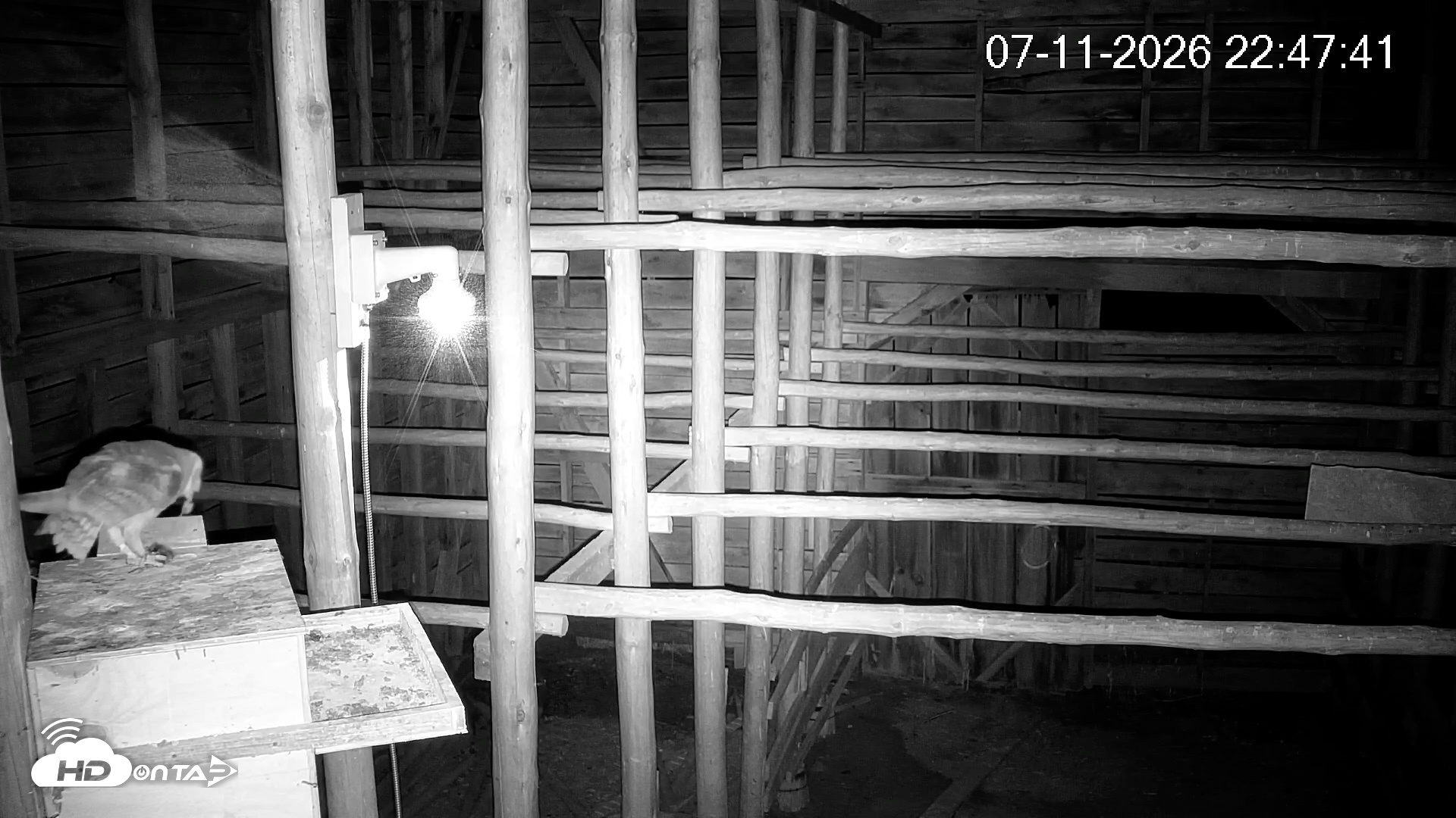 Snapshot of North Carolina Barn Owls Live Cam taken Jul 11, 2026, 10:48pm EDT