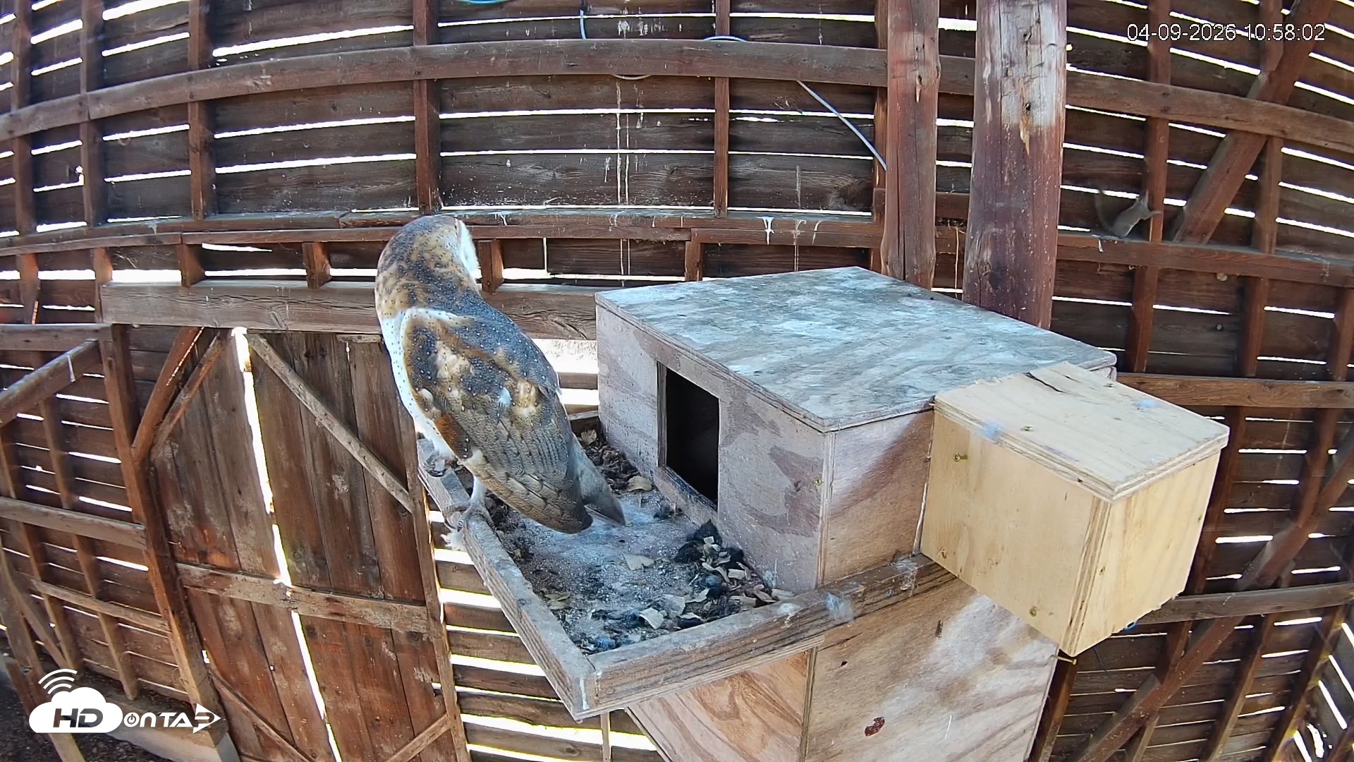 Snapshot of North Carolina Barn Owls Live Cam taken Apr 9, 2026, 10:58am EDT