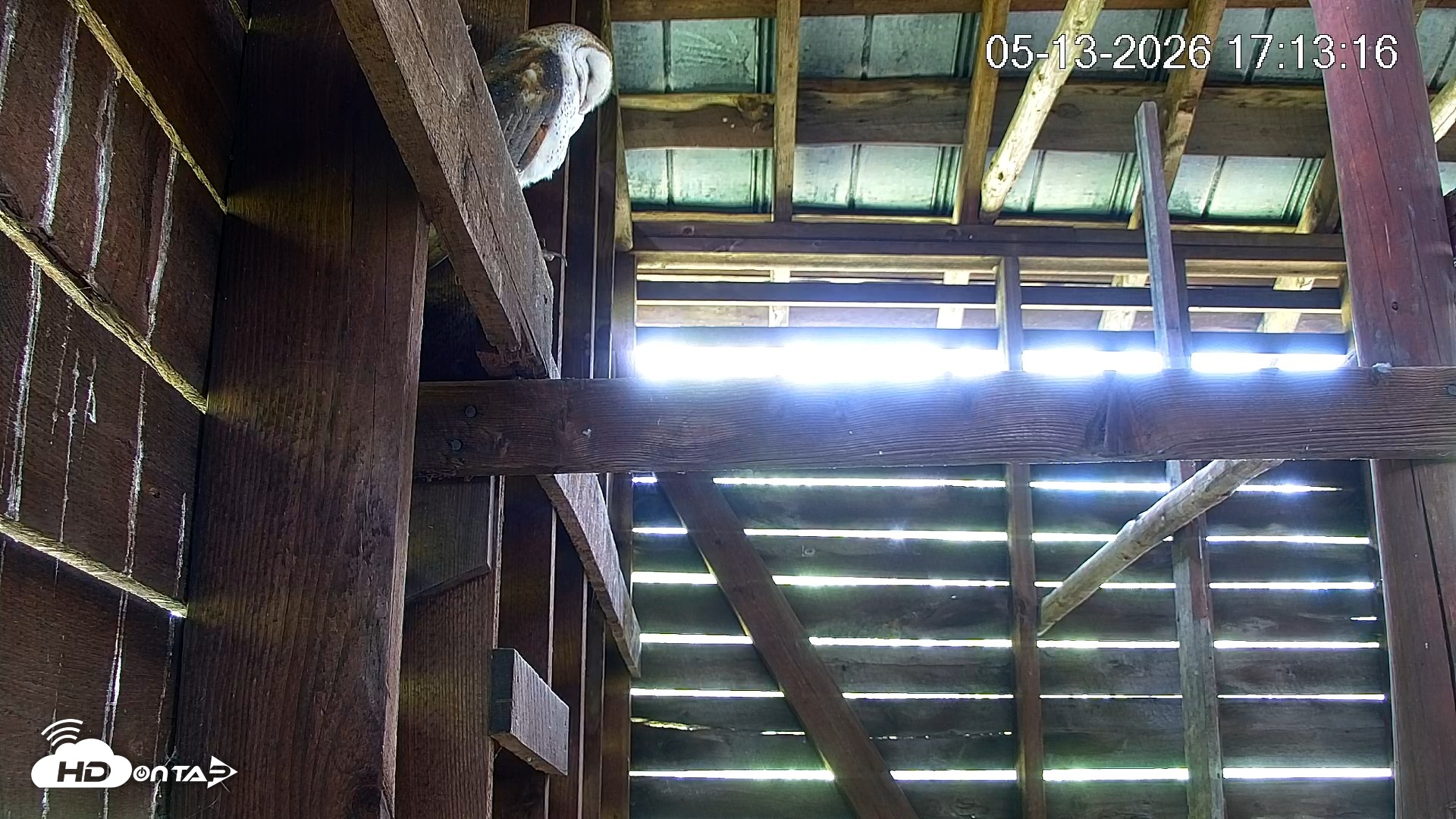 Snapshot of North Carolina Barn Owls Live Cam taken May 13, 2026, 5:14pm EDT