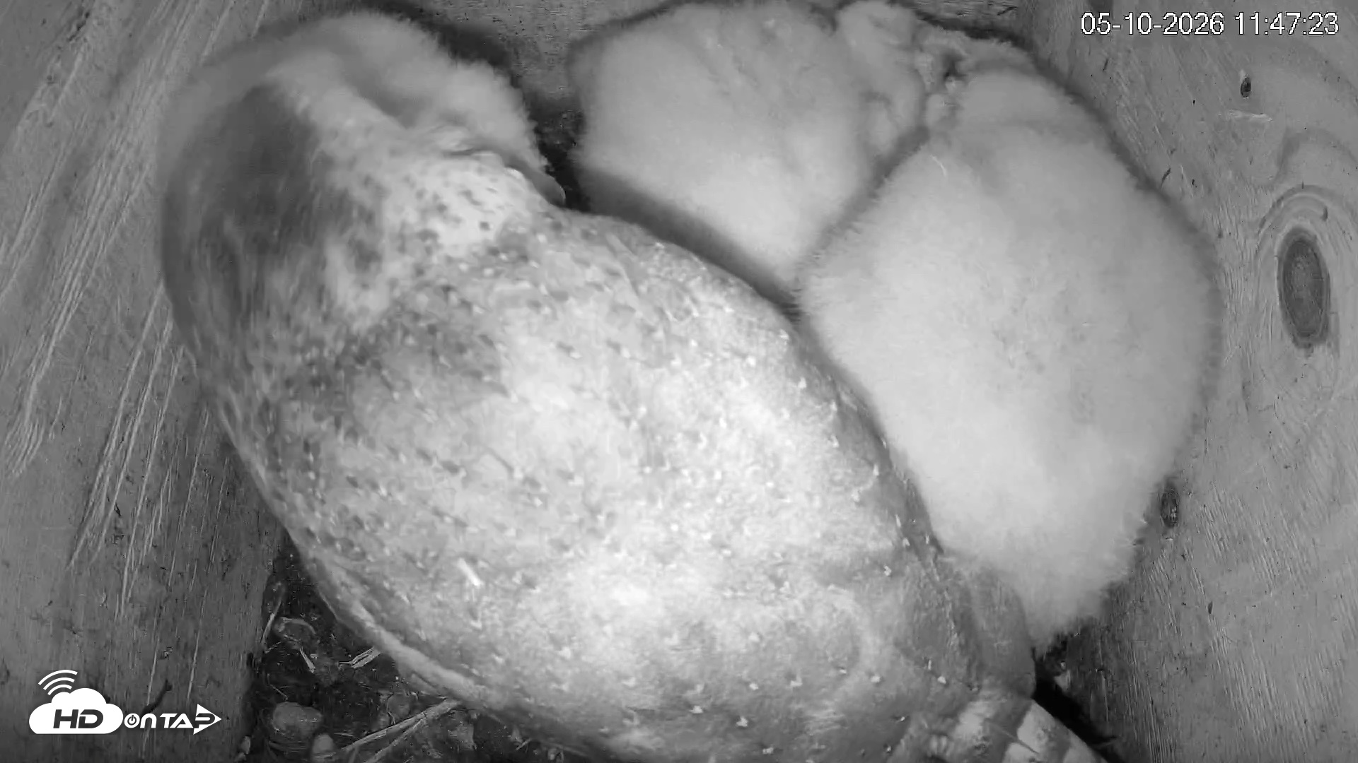 Snapshot of North Carolina Barn Owls Live Cam taken May 10, 2026, 11:48am EDT