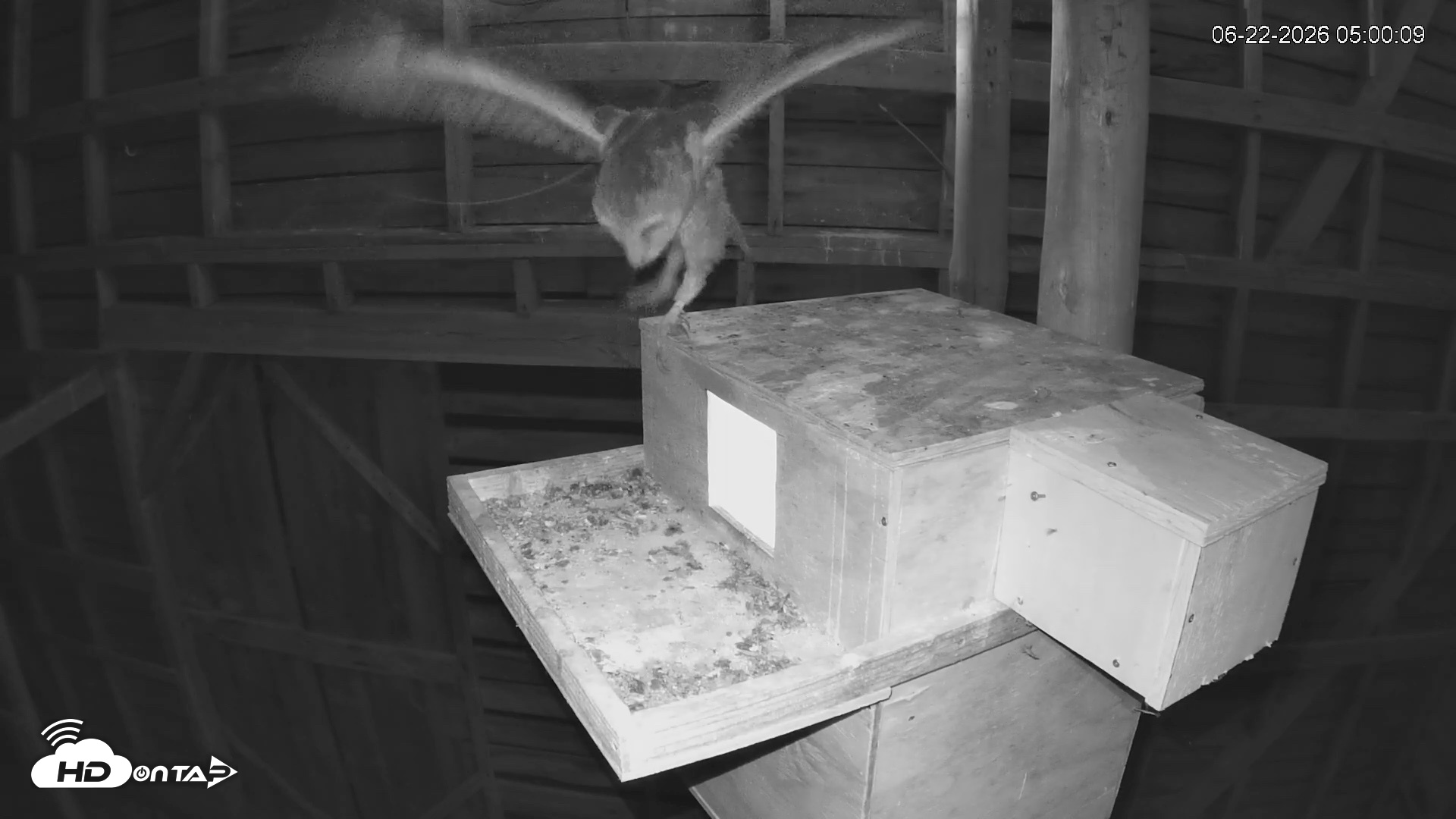Snapshot of North Carolina Barn Owls Live Cam taken Jun 22, 2026, 5:00am EDT