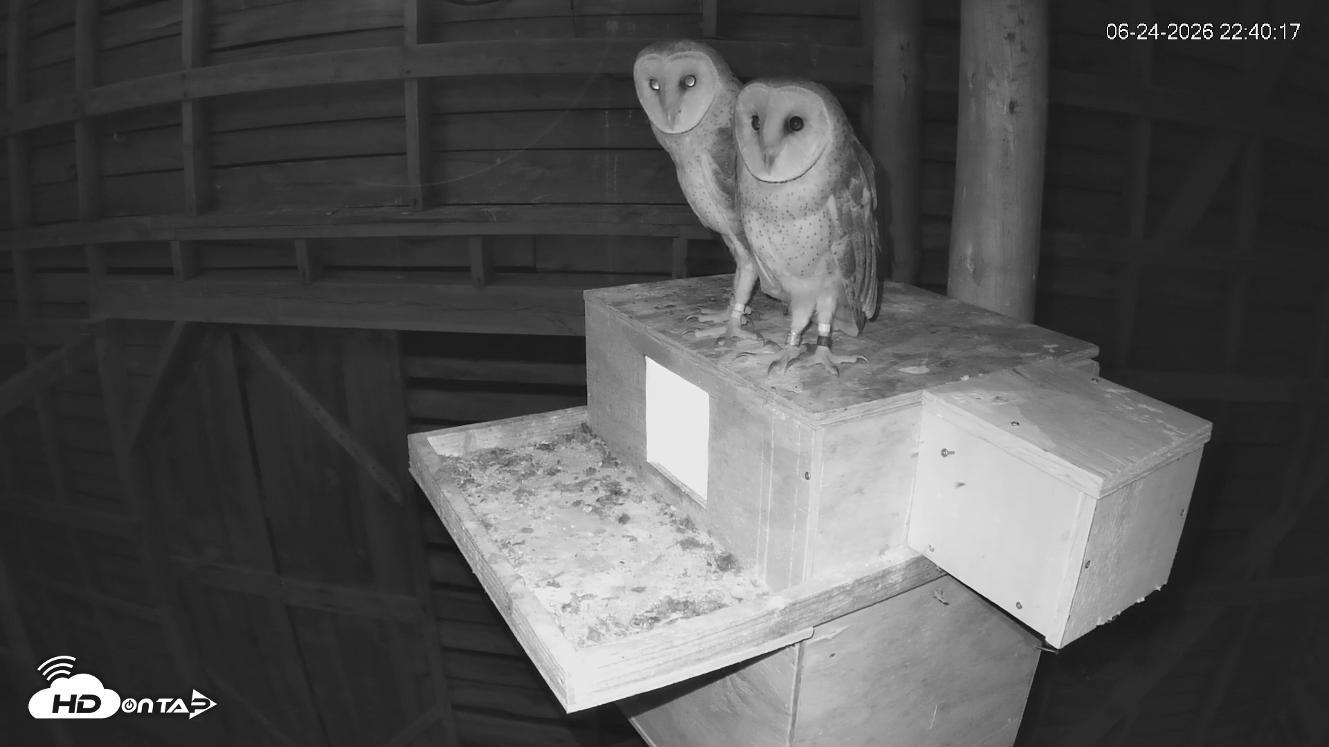 Snapshot of North Carolina Barn Owls Live Cam taken Jun 24, 2026, 10:41pm EDT