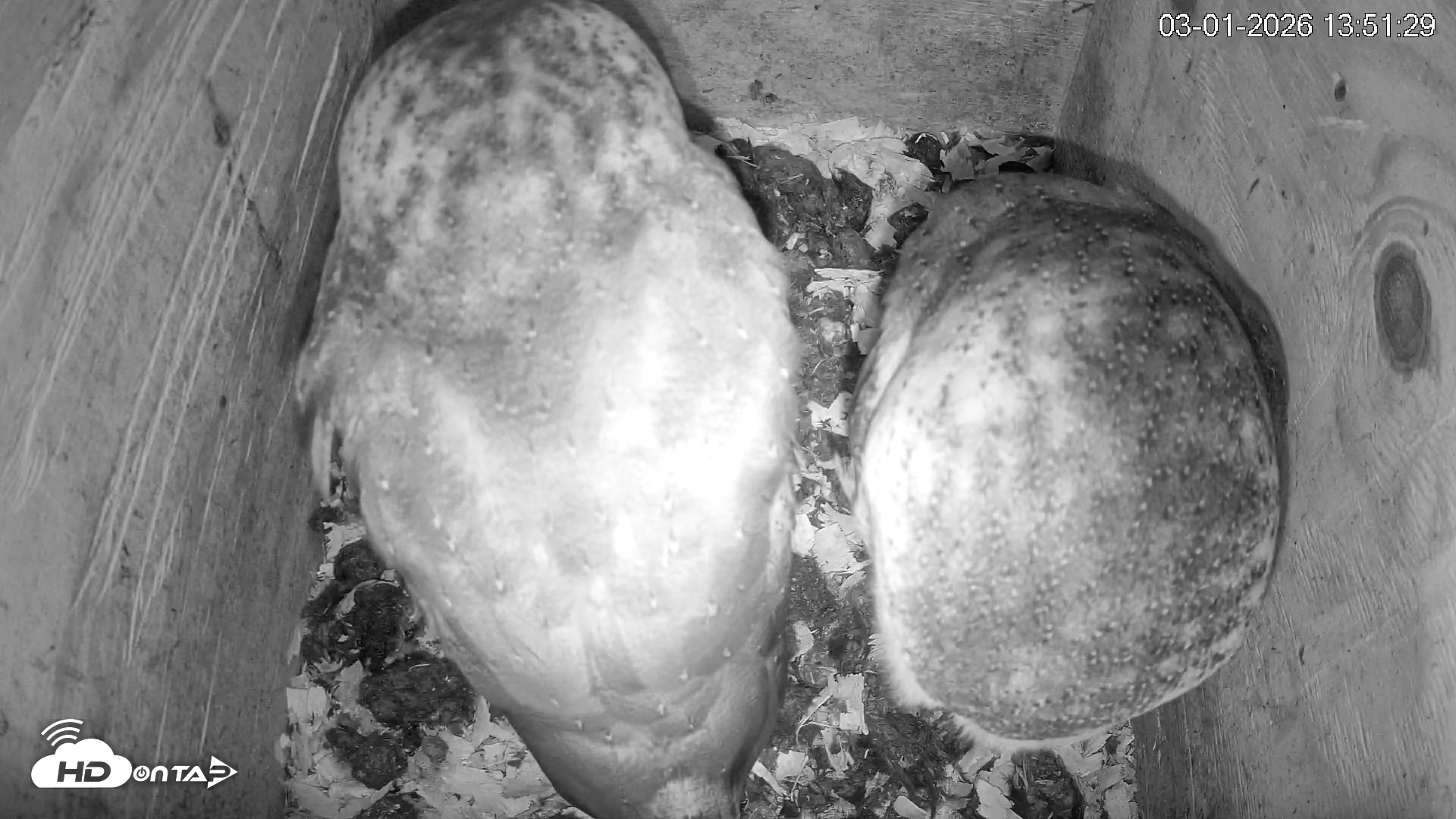Snapshot of North Carolina Barn Owls Live Cam taken Mar 1, 2026, 1:52pm EST