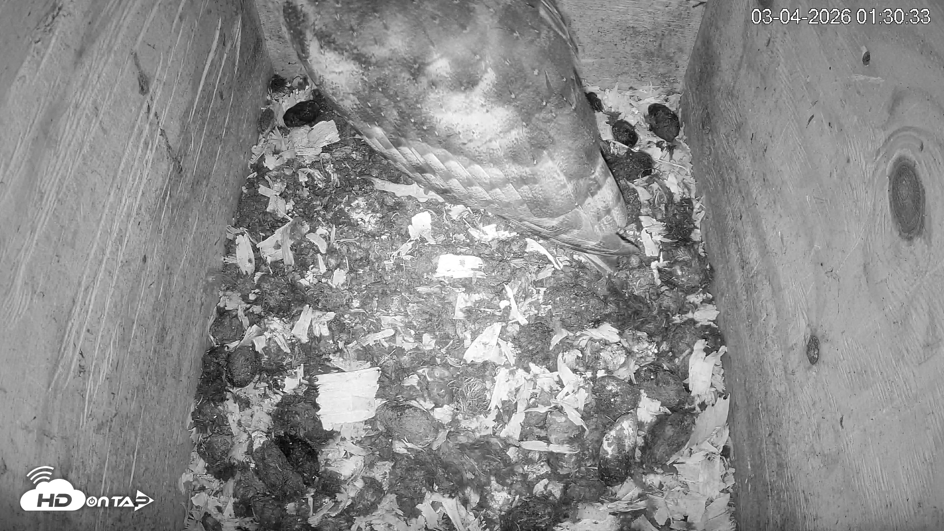 Snapshot of North Carolina Barn Owls Live Cam taken Mar 4, 2026, 1:31am EST