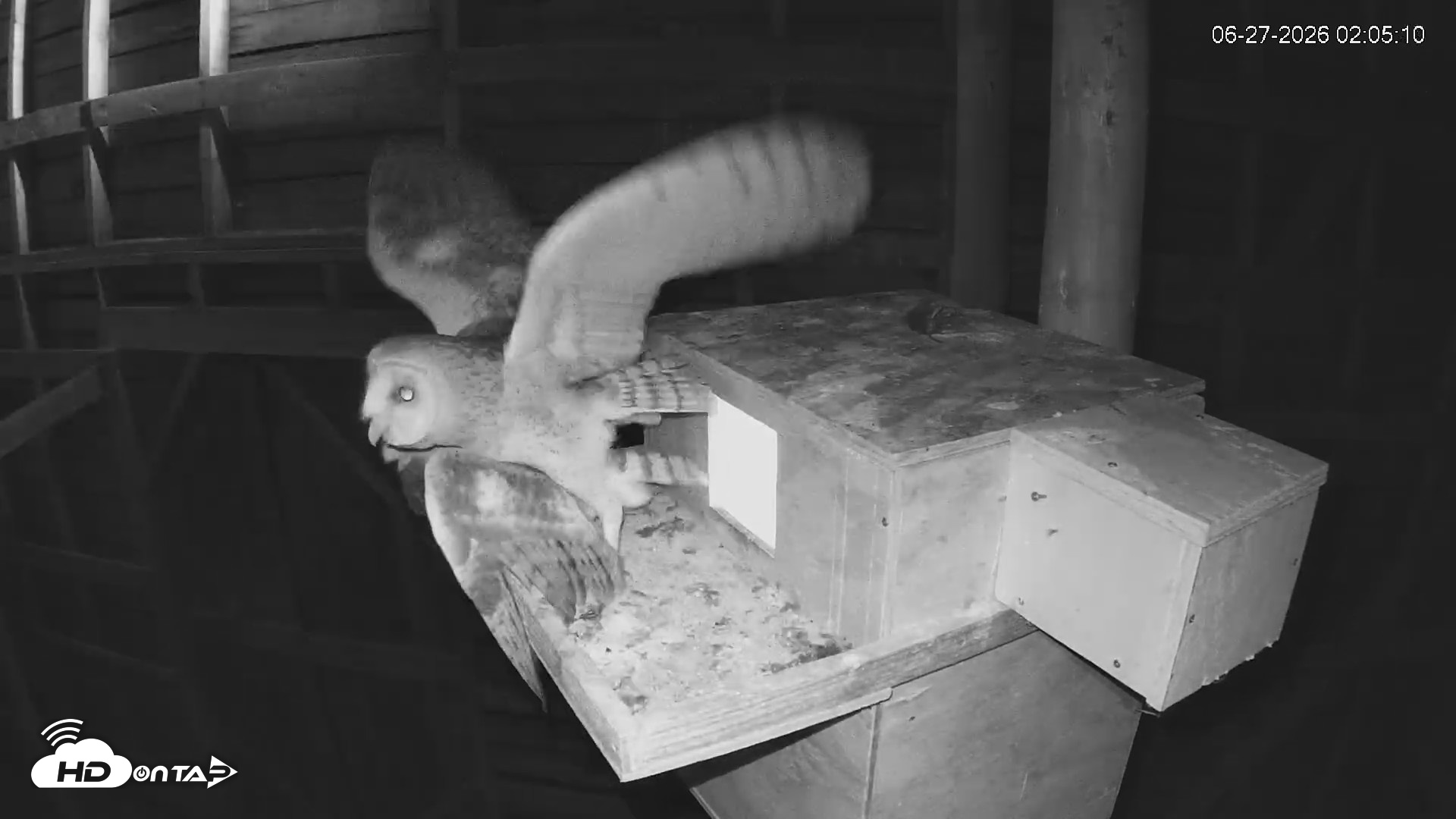 Snapshot of North Carolina Barn Owls Live Cam taken Jun 27, 2026, 2:06am EDT