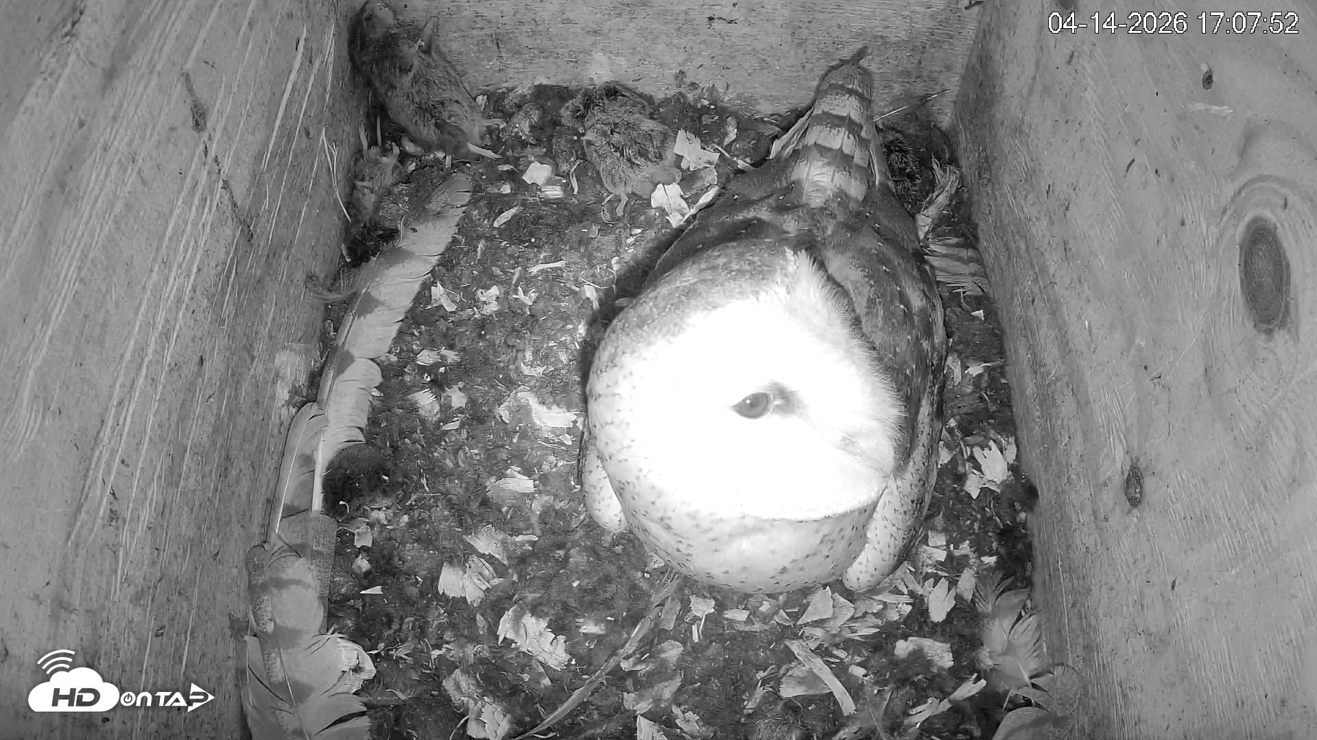Snapshot of North Carolina Barn Owls Live Cam taken Apr 14, 2026, 5:08pm EDT