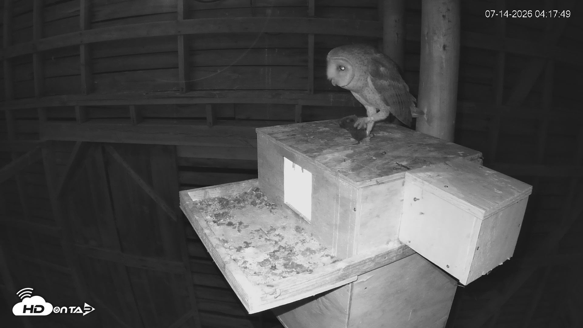 Snapshot of North Carolina Barn Owls Live Cam taken Jul 14, 2026, 4:18am EDT
